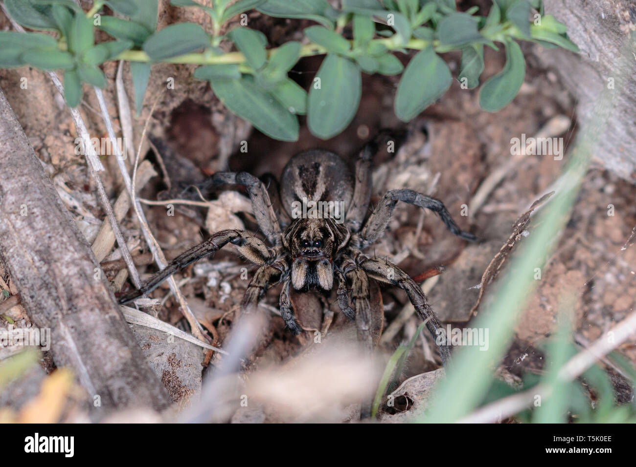 A Tasmanicosa Wolf Spider in its hole on Red Hill Nature Reserve, Canberra, Australia in April 2019 Stock Photo