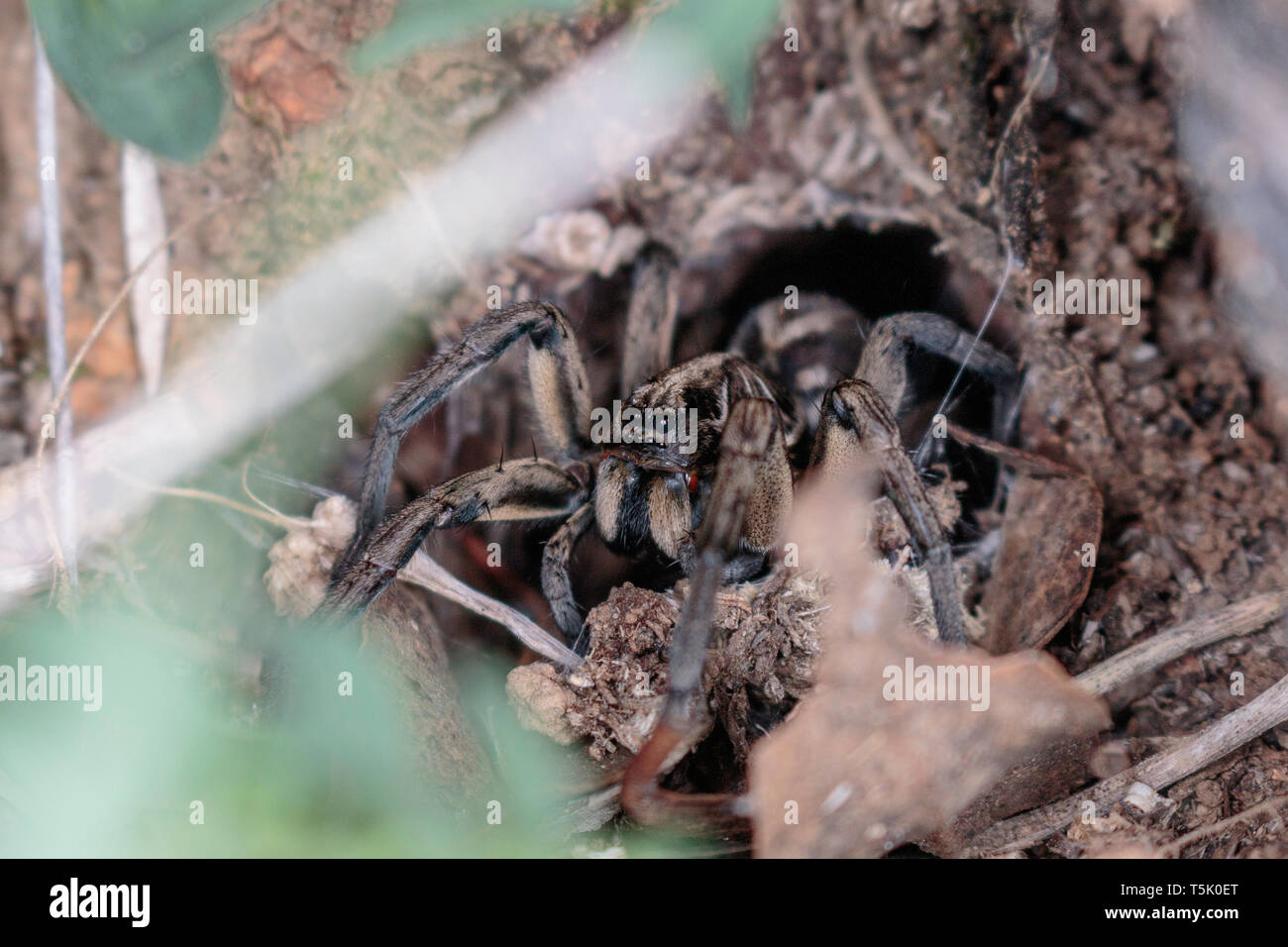 A Tasmanicosa Wolf Spider in its hole on Red Hill Nature Reserve, Canberra, Australia in April 2019 Stock Photo