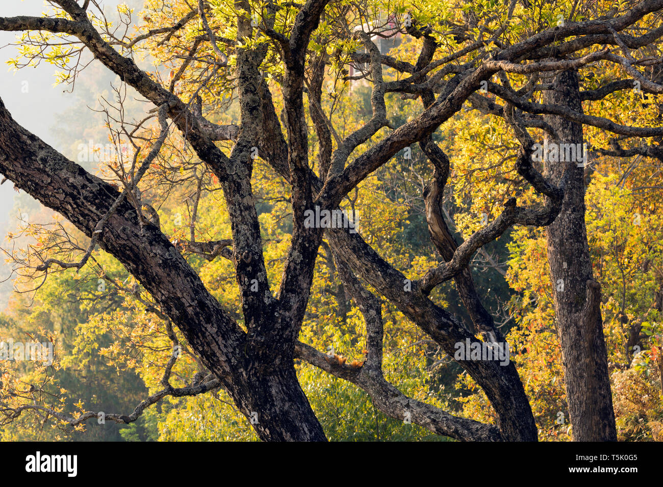 Nepal Tree Oak High Resolution Stock Photography And Images Alamy