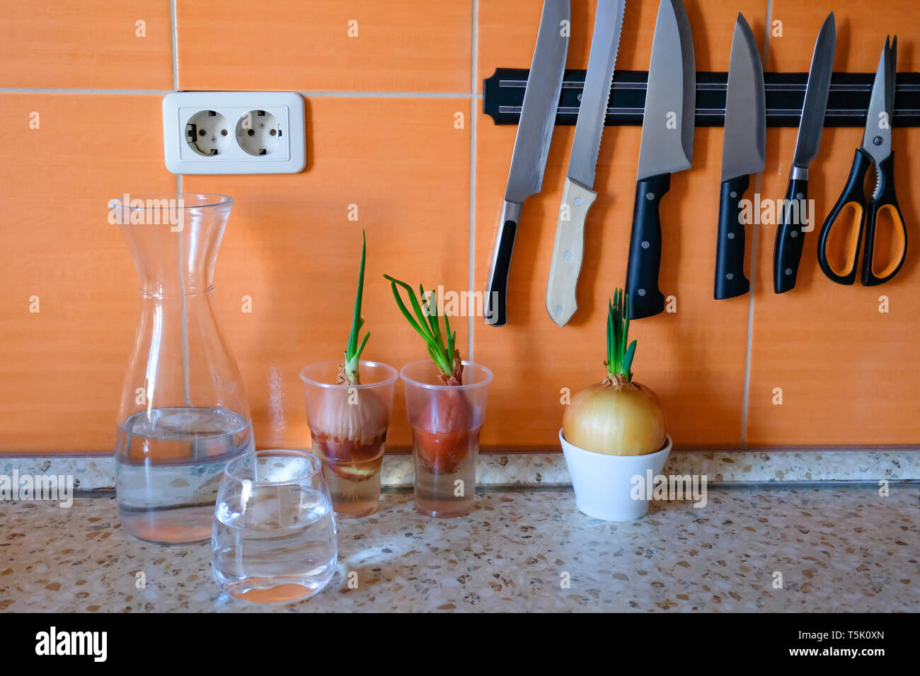 Sprouted onions on a kitchen table in a glass Stock Photo Alamy