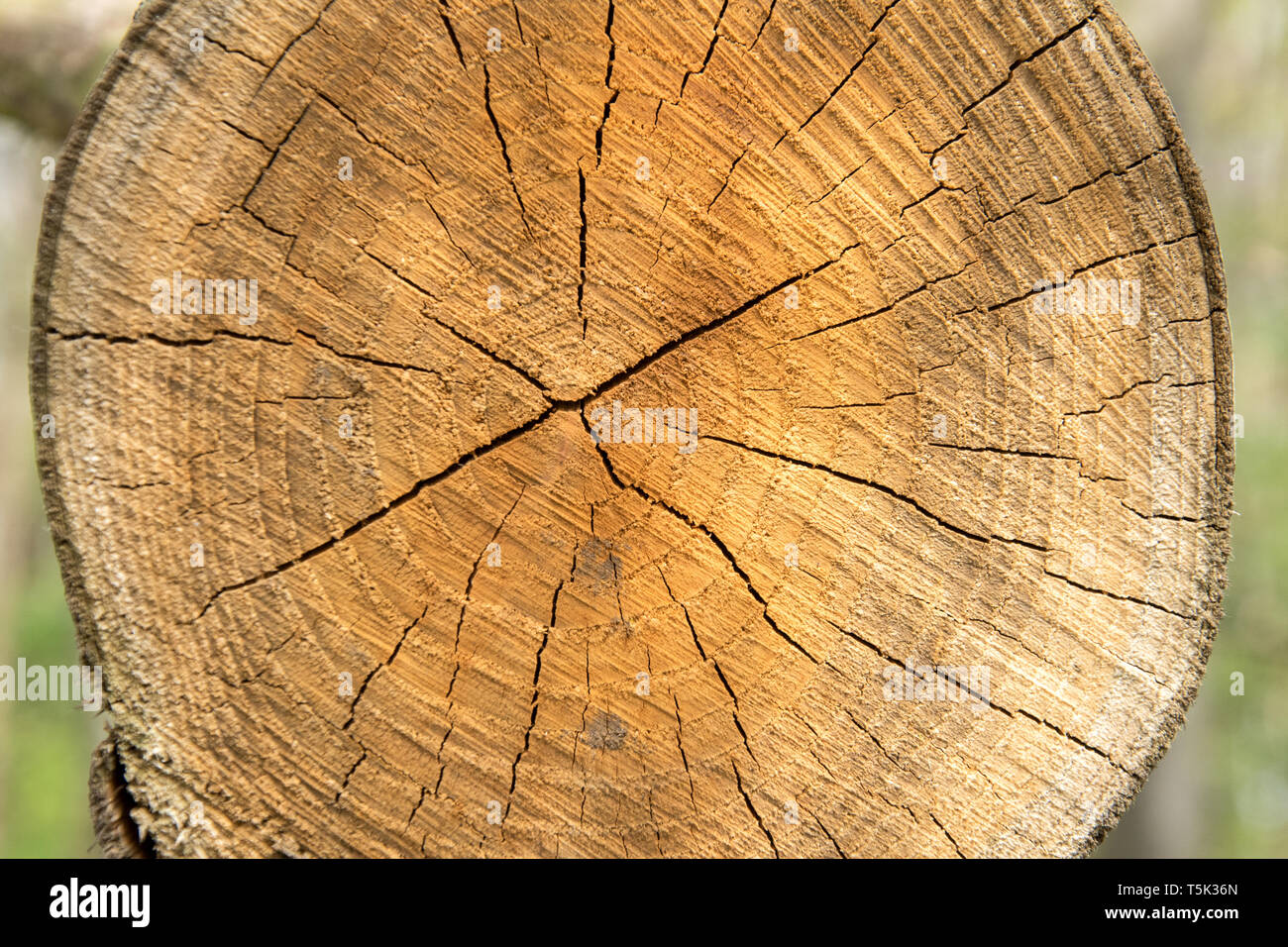 No Growth Rings High Resolution Stock Photography And Images Alamy
