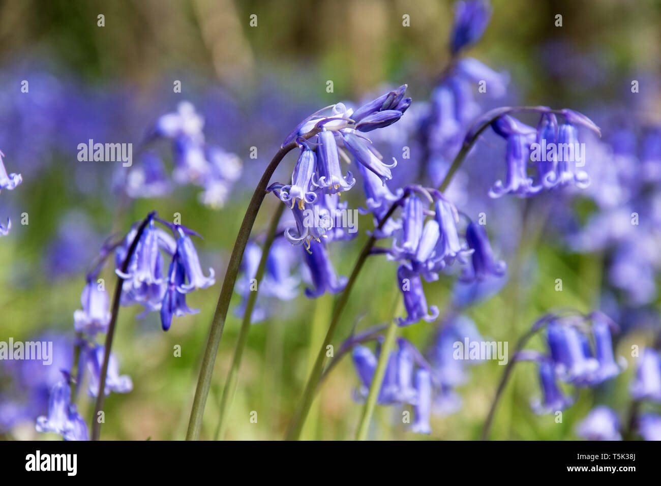 Close up of bluebells in a woodland coppice in springtime, Kent UK Stock Photo