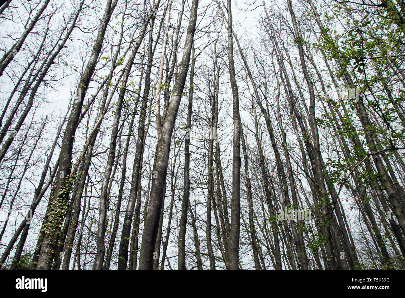 Tall thin trees hires stock photography and images Alamy