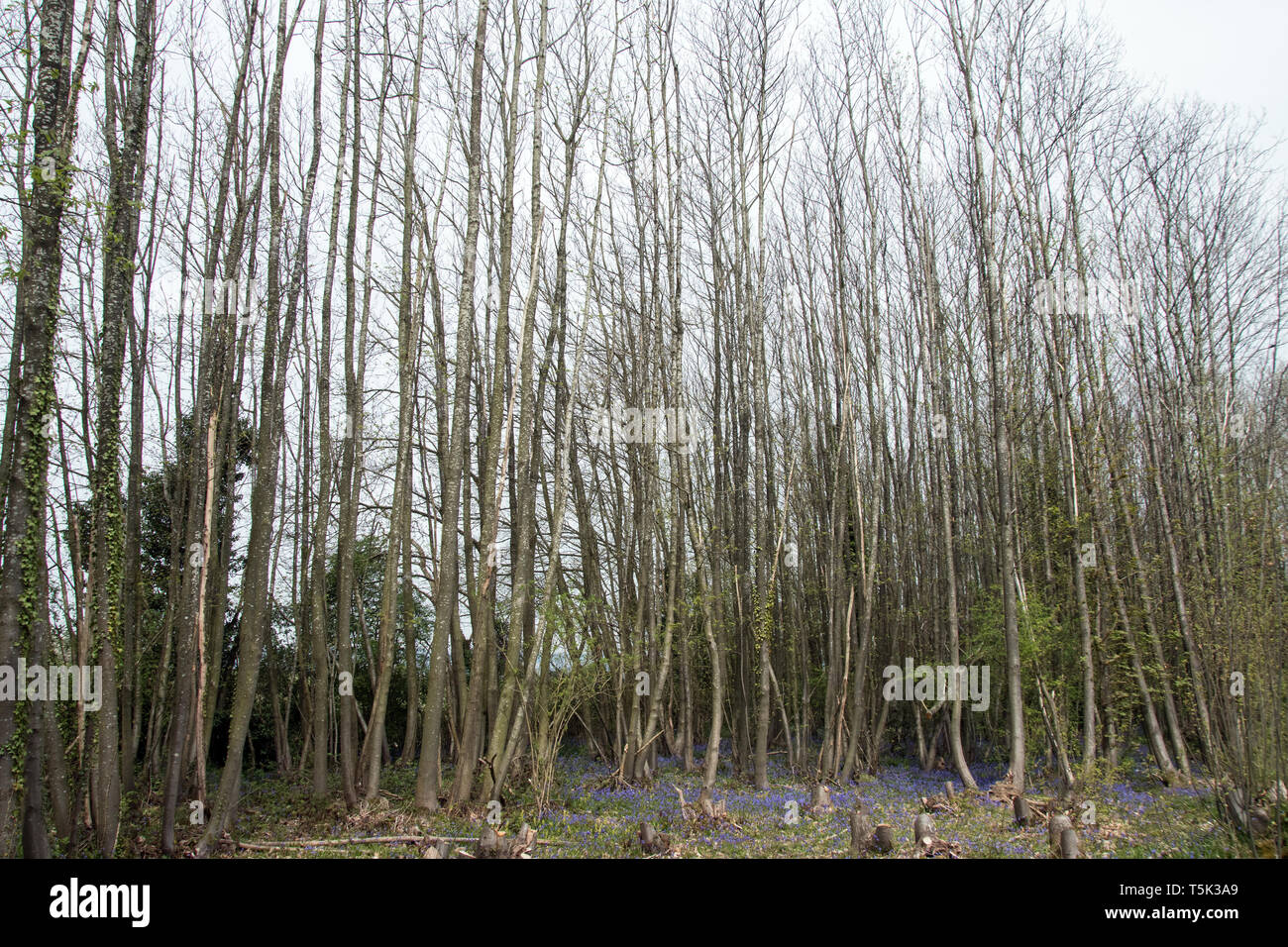 Coppice trees hi-res stock photography and images - Alamy
