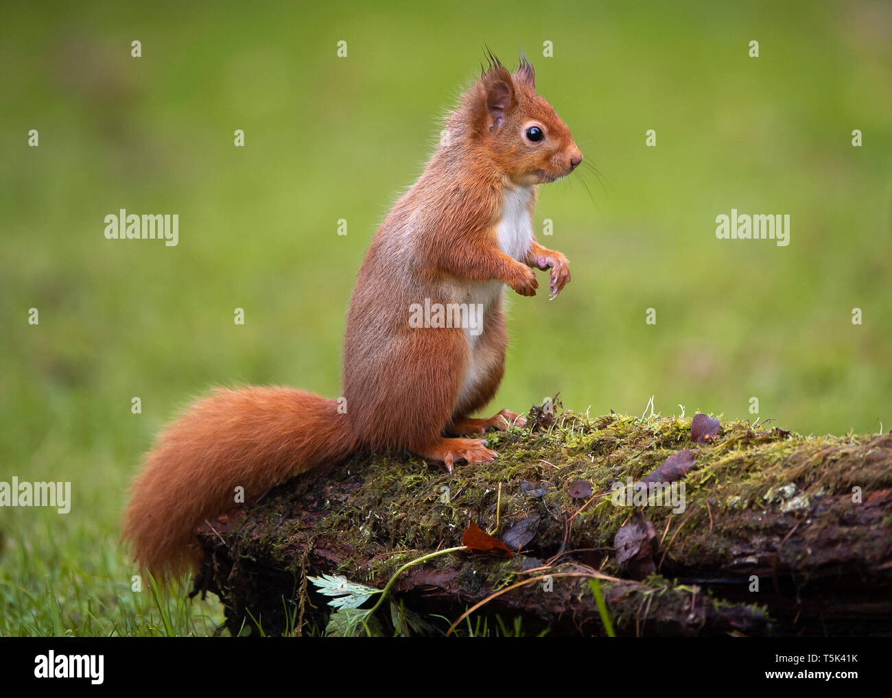 Scottish Red squirrel in winter standing on moss covered log, Dumfries Scotland Stock Photo