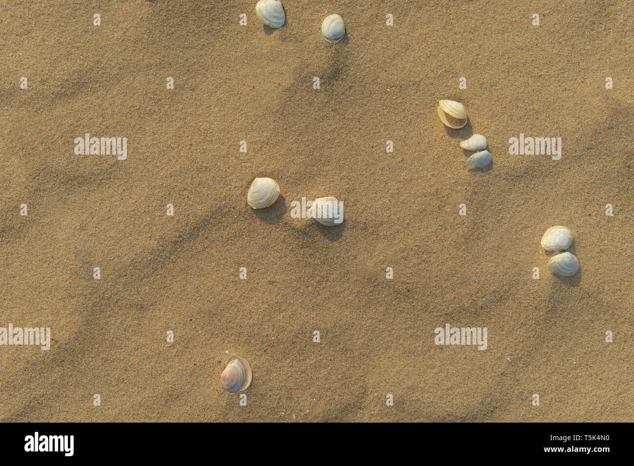 Small seashells on the yellow sand Stock Photo