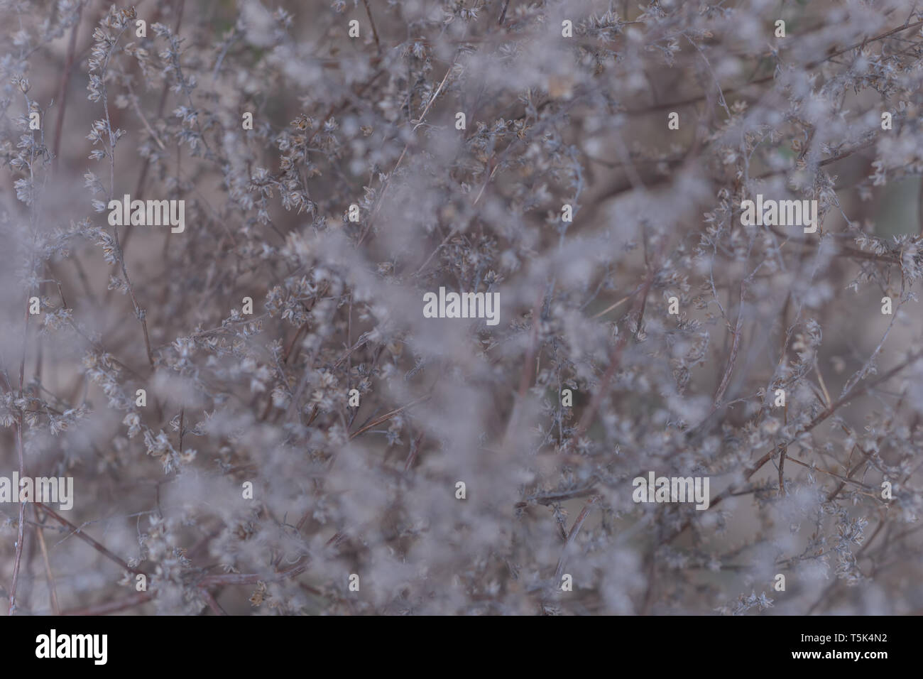 Bush dry plant in the spring Stock Photo