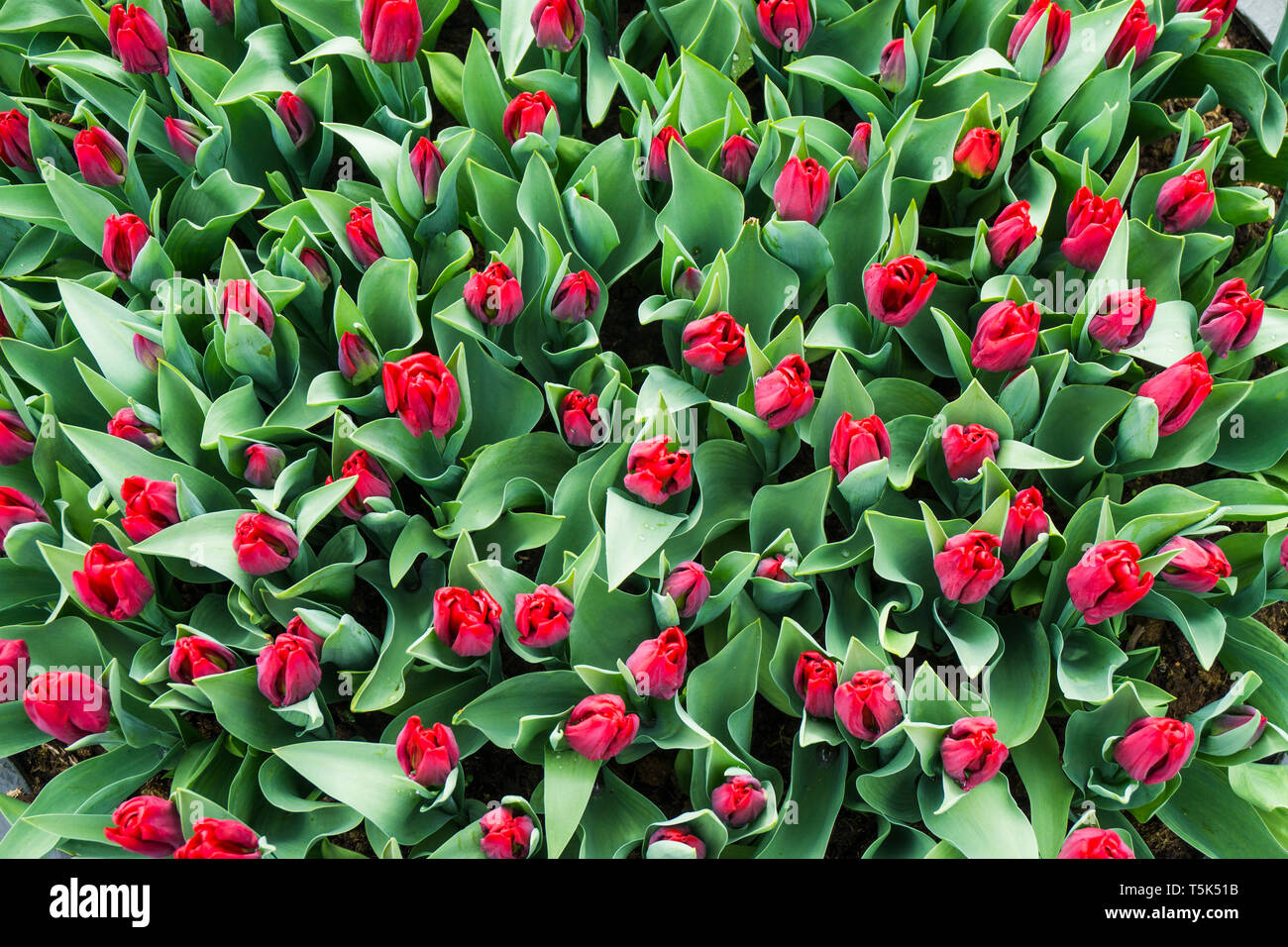 Beautiful red tulips field background in Holland Stock Photo - Alamy