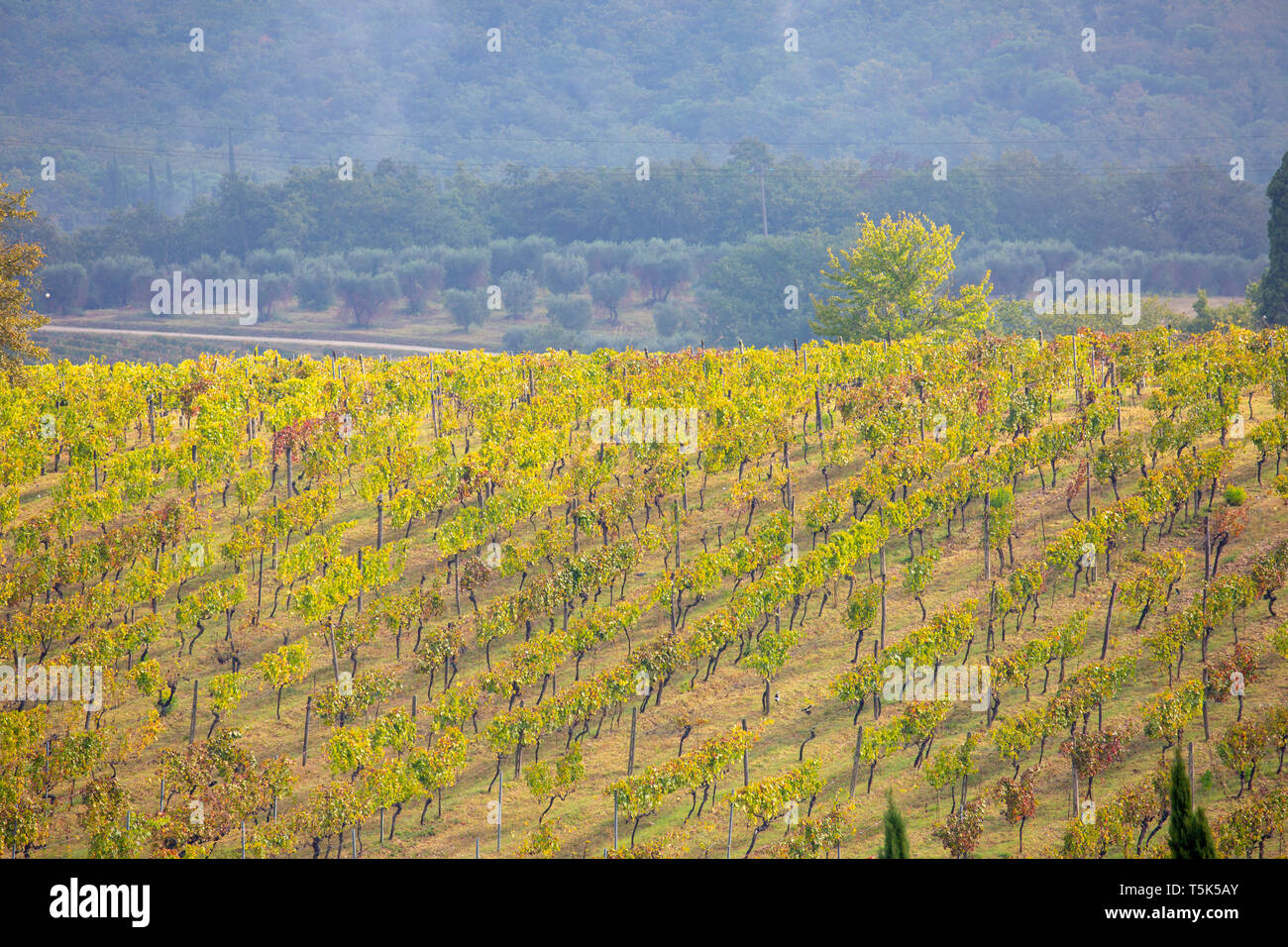 Tuscan vineyard in the countryside outside Siena in Tuscany,Italy Stock Photo