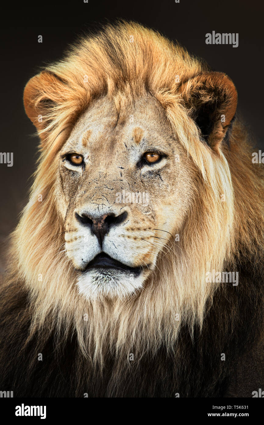 Male lion close up portrait fully alerted and focused. Fine art. Panthera leo Stock Photo