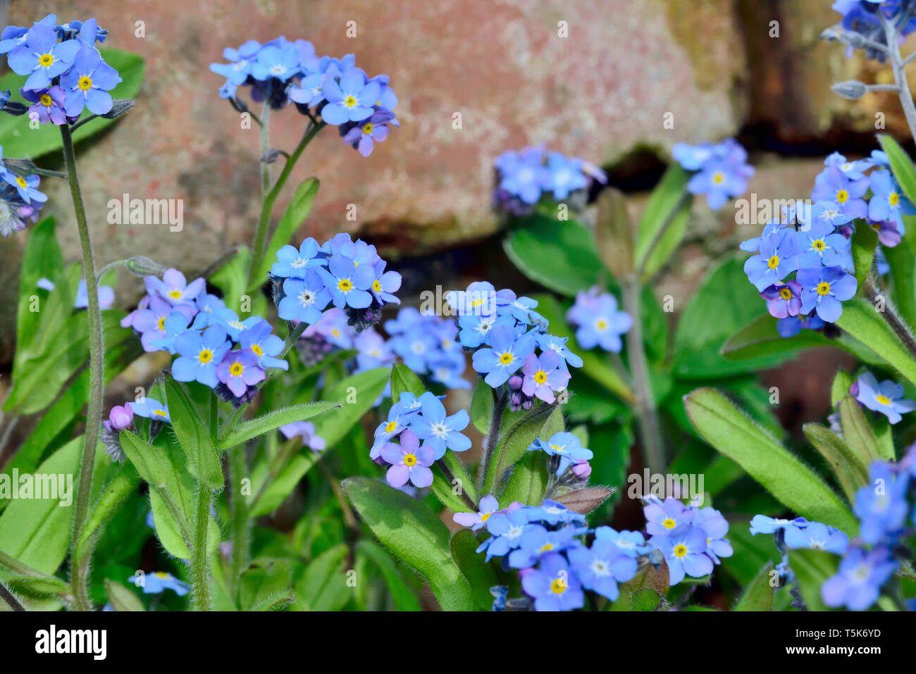 Forget Me Not flowers growing wild next to brick wall Stock Photo