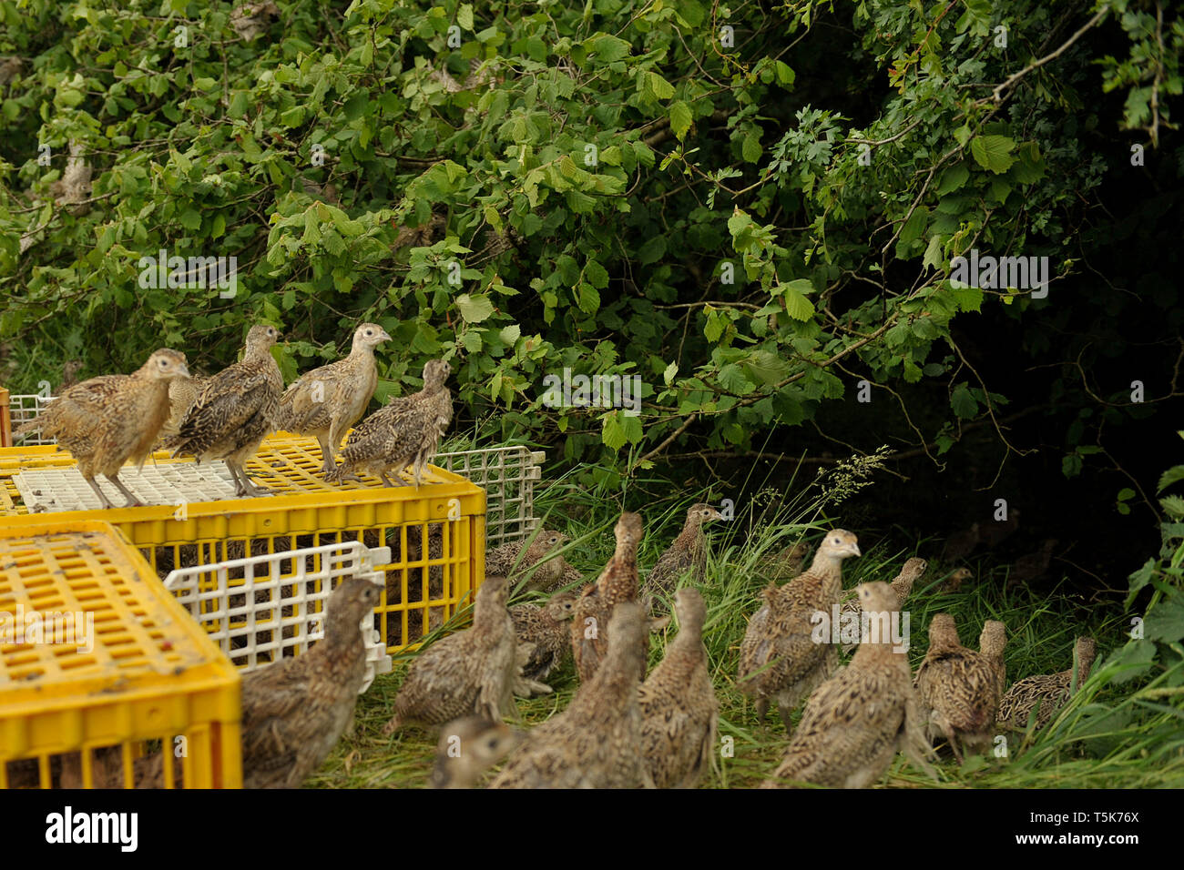 baby pheasants being released Stock Photo