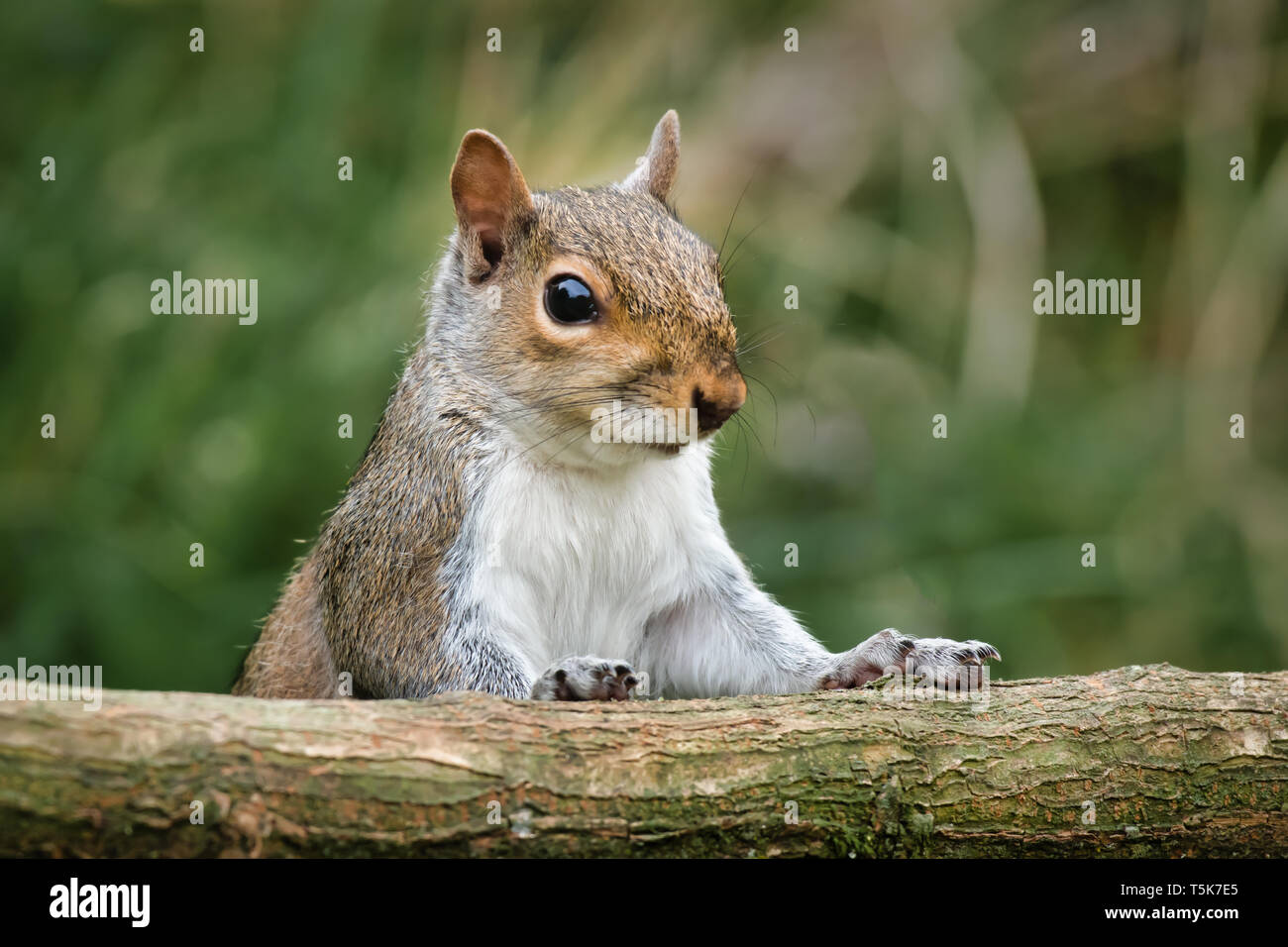 A close up of the head and shoulders of a grey gray squirrel as it tried to climb over an old log Stock Photo