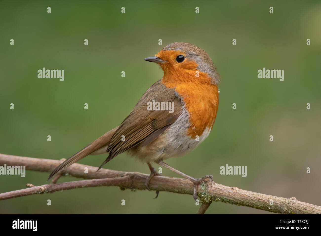 A close portrait of a robin perched on a branch looking behind over its shoulder against a natural green background Stock Photo