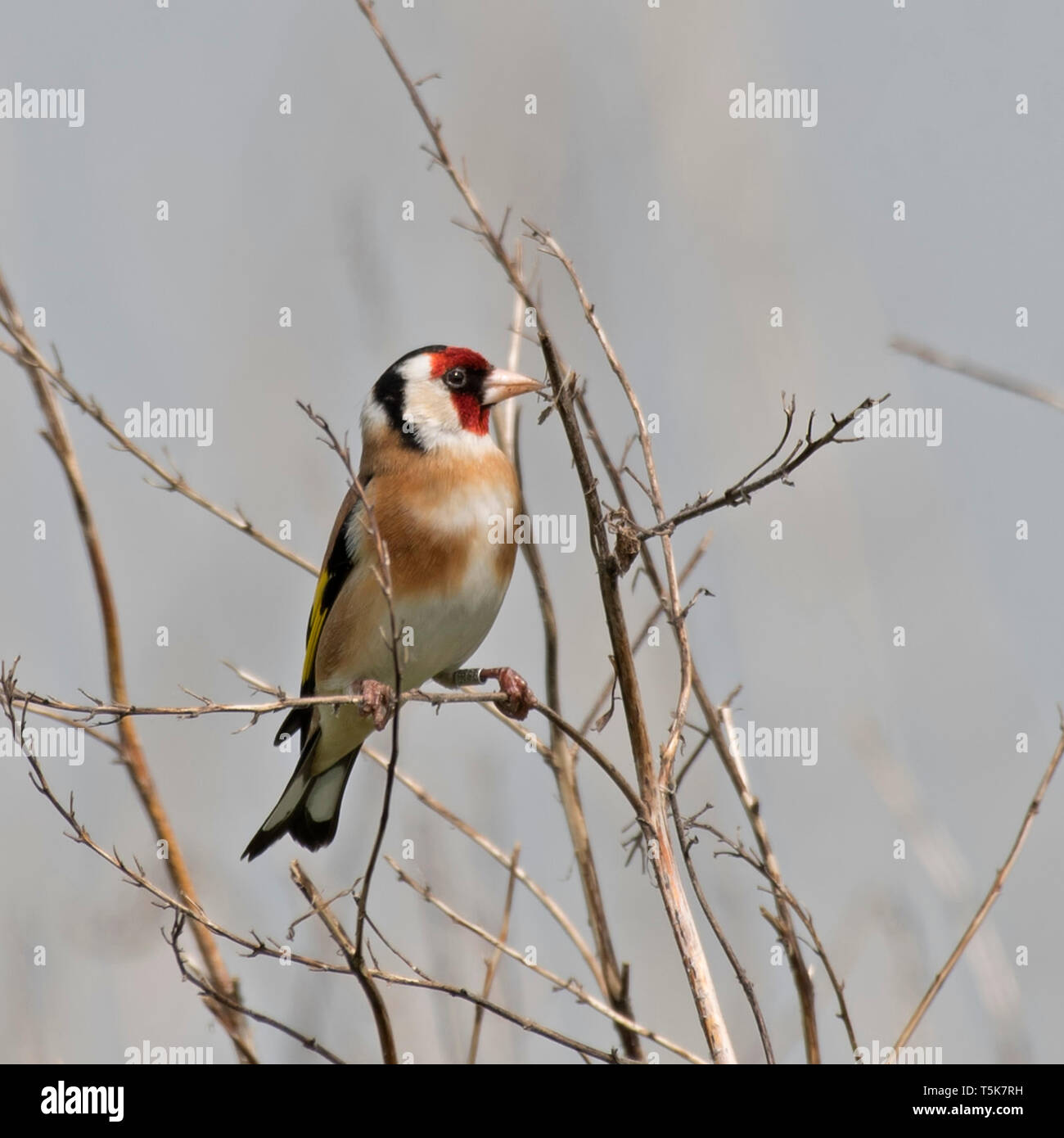 Goldfinch, Carduelis, carduelis Stock Photo