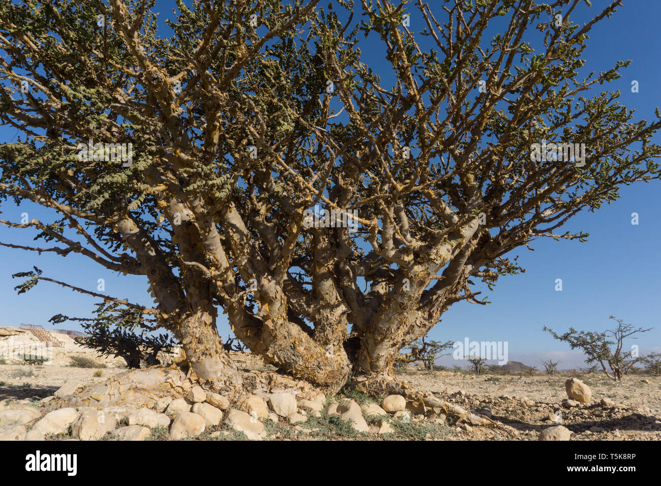Frankincense tree, Salalah, Dhorfar, Oman Stock Photo