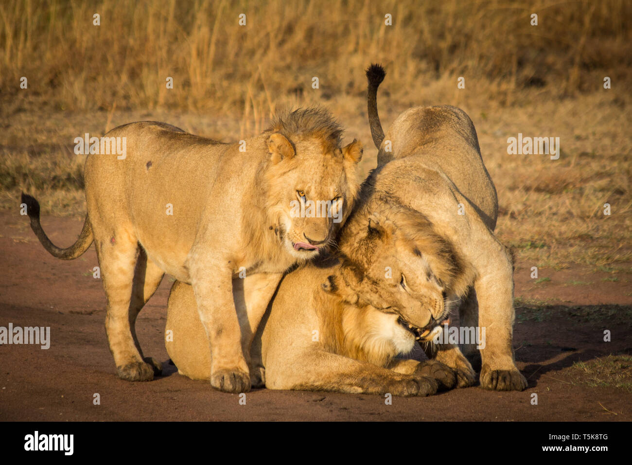 A pride of lions playfully cuddle on the savanna in Serengeti National Park in Tanzania Stock Photo