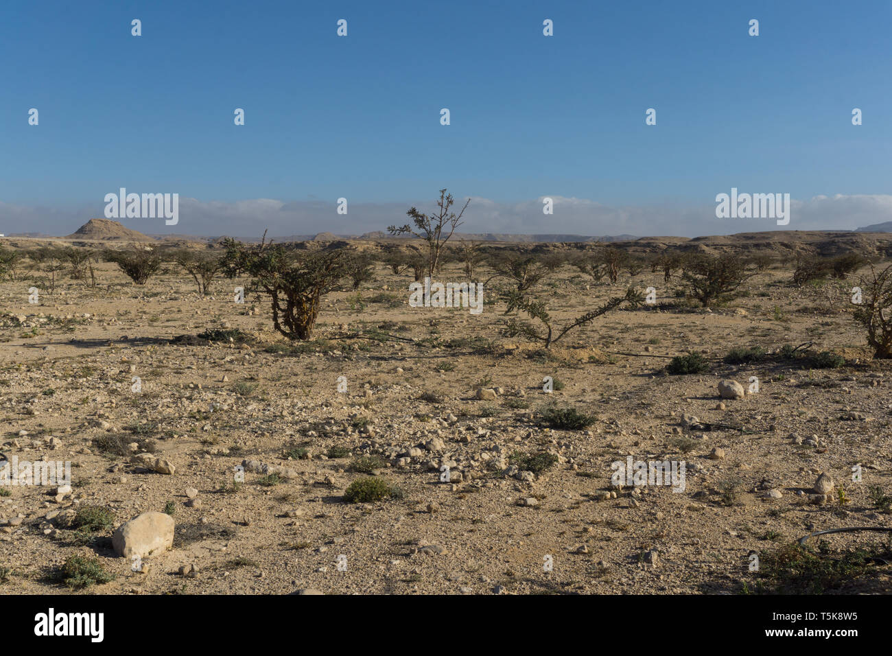 Land of Frankincense, UNESCO site, Dhofar region, Oman Stock Photo