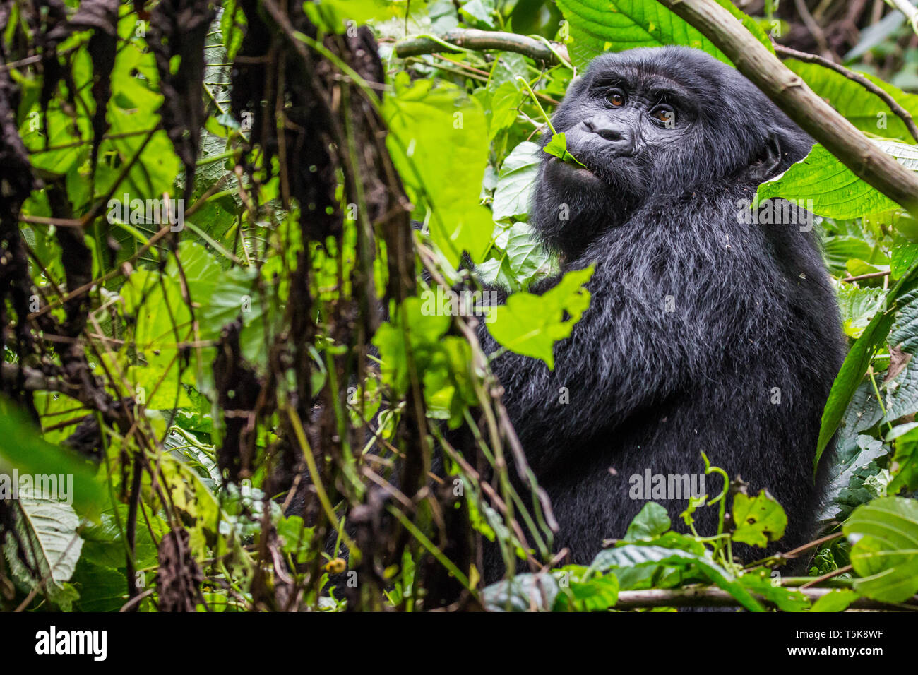 A young gorilla eats leaves as it looks into the camera in Uganda Stock Photo