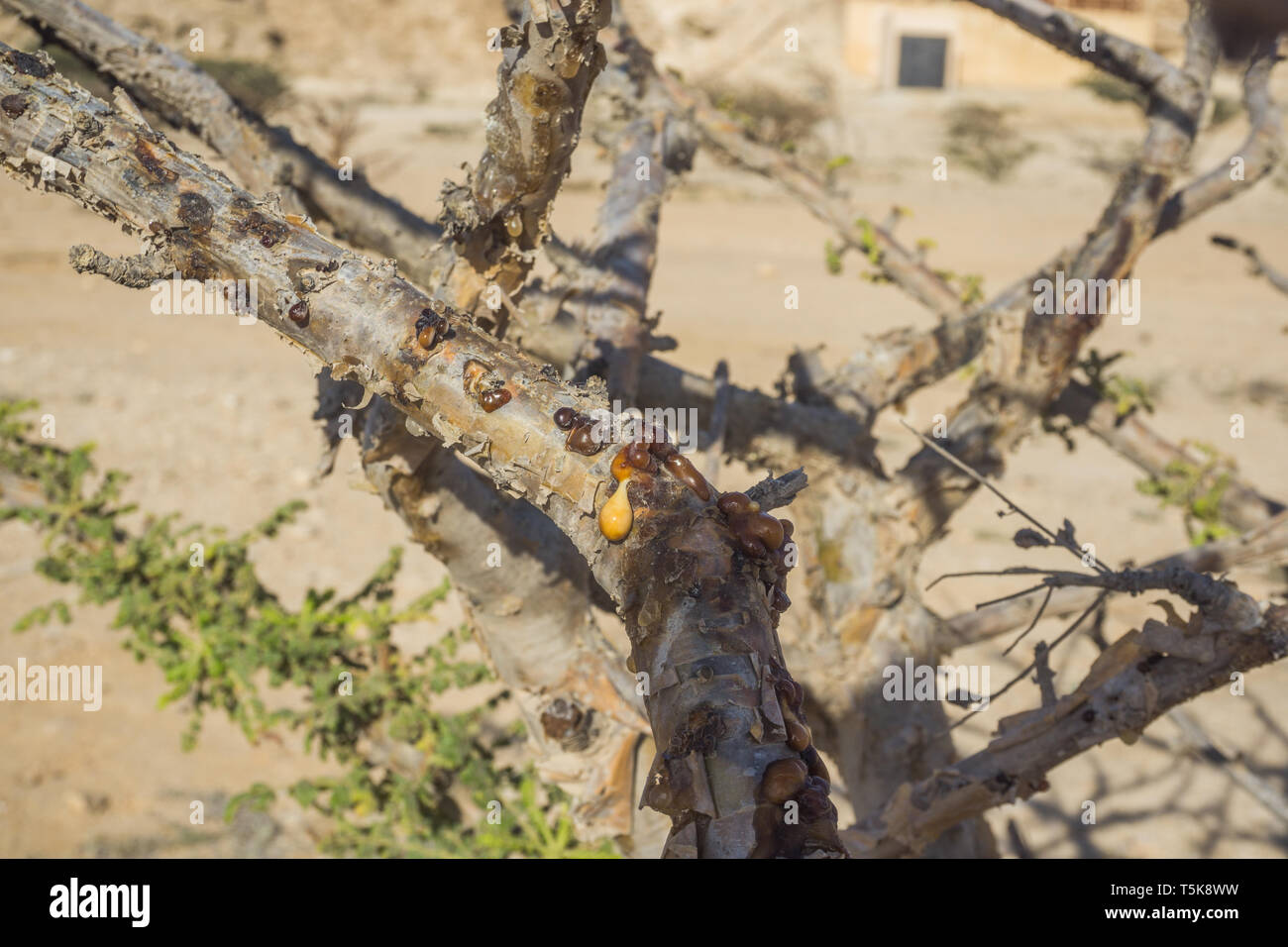 Frankincense tree, Dhofar, Oman Stock Photo