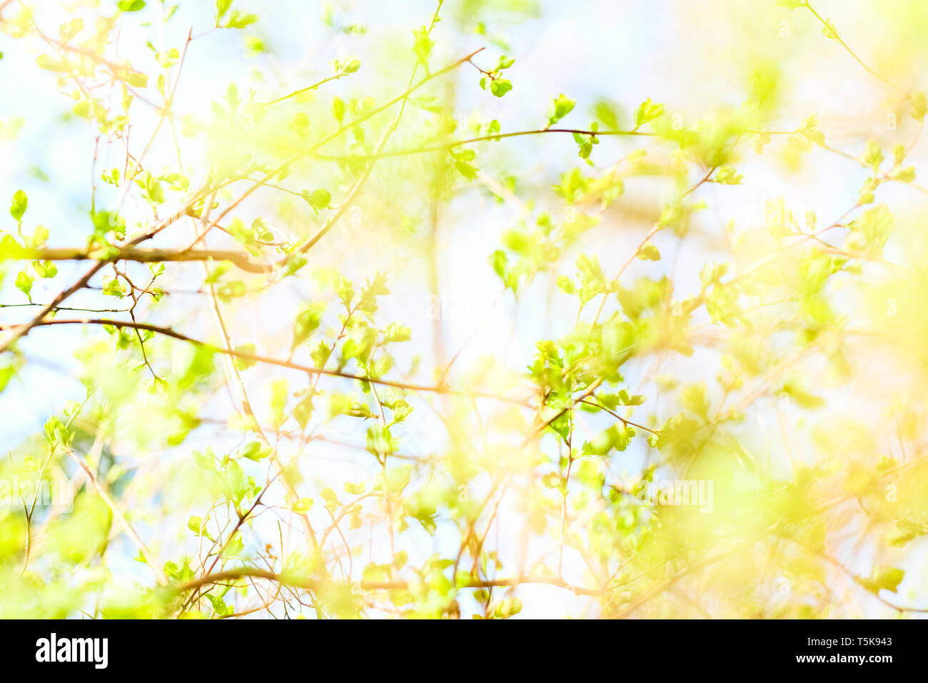 Natural environment, botanical textures and bioenergy concept - Green ...