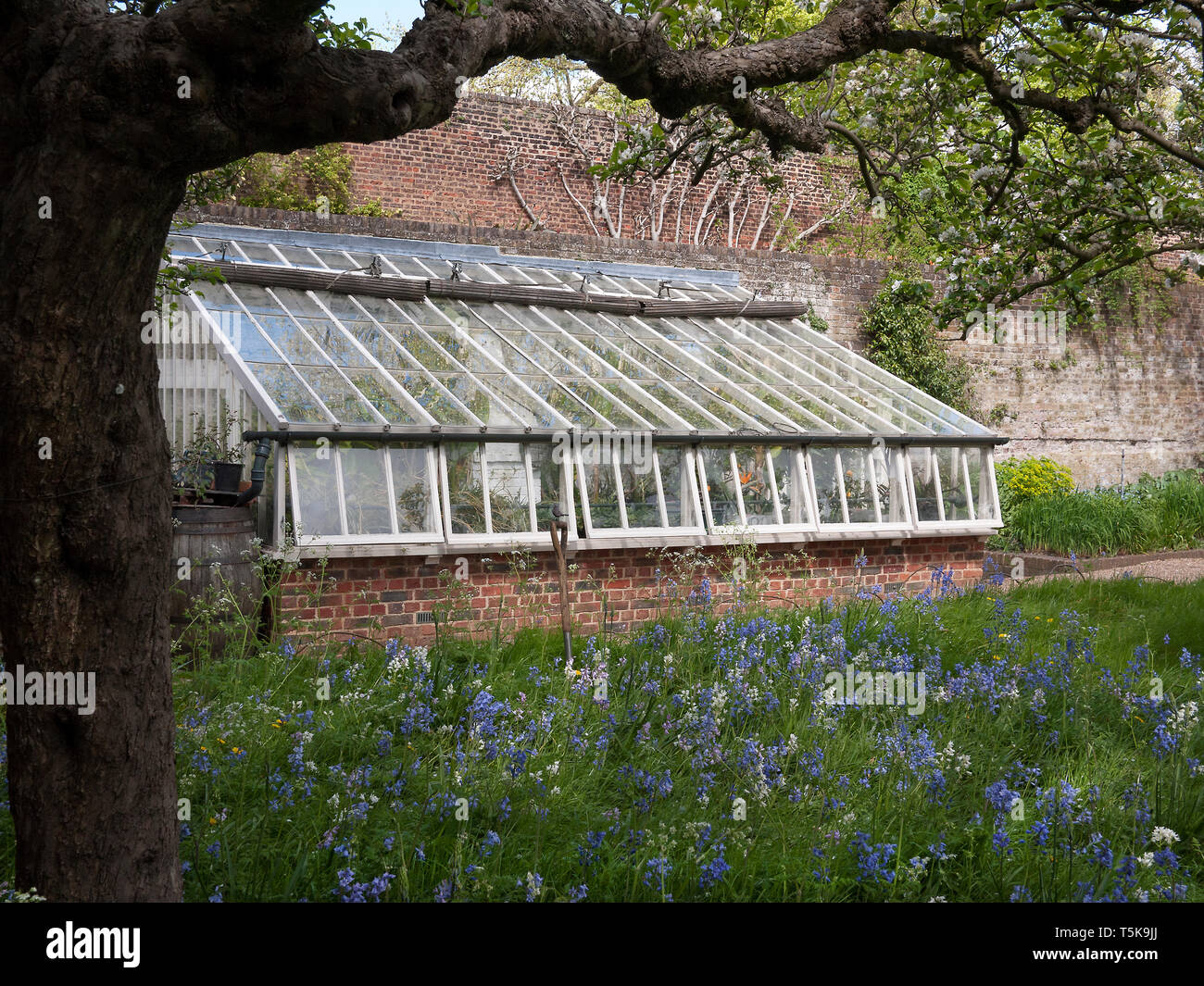 Lean to Greenhouse in a walled garden. Stock Photo