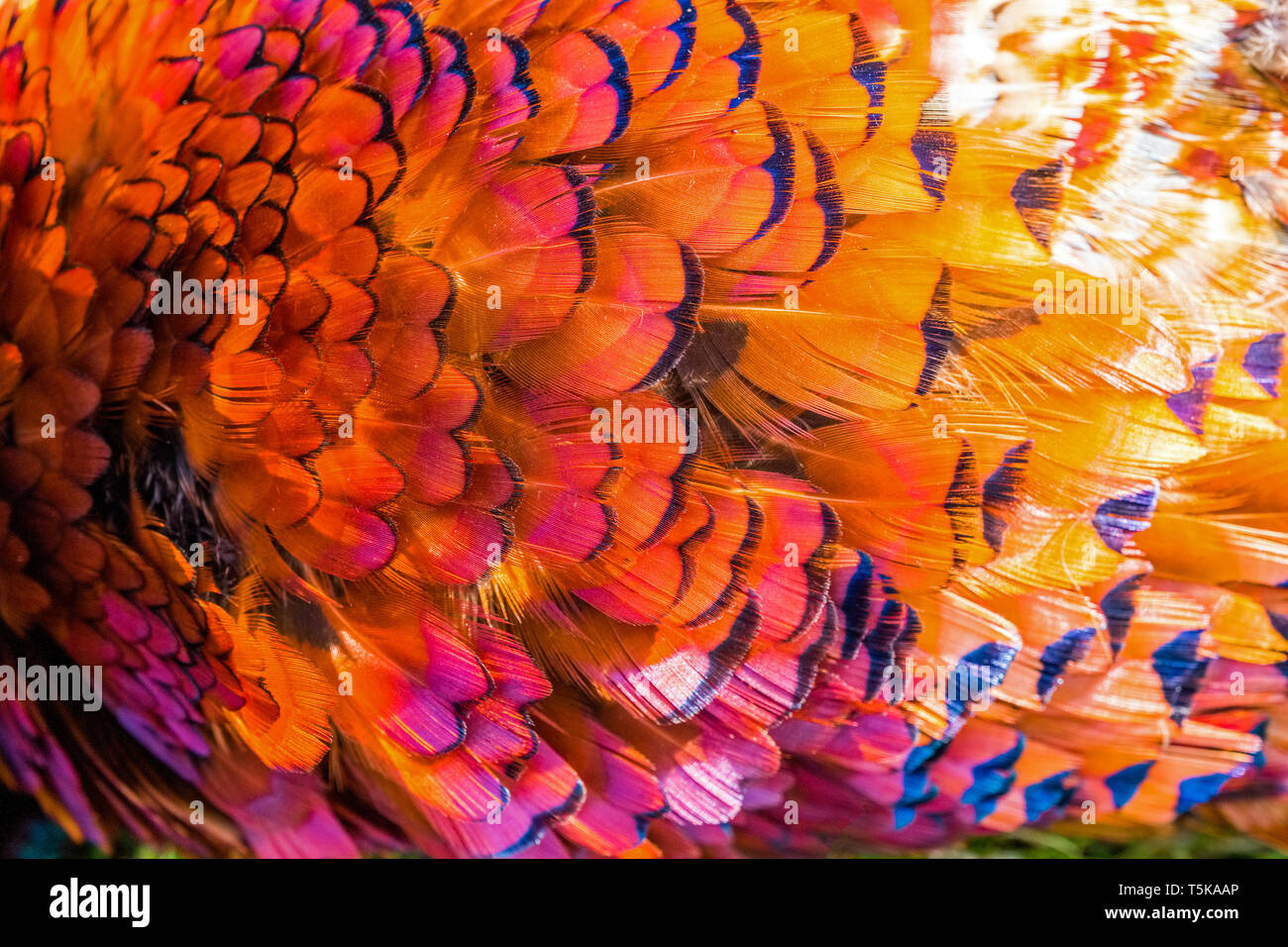 Detail of pheasant's brightly coloured plumage Stock Photo