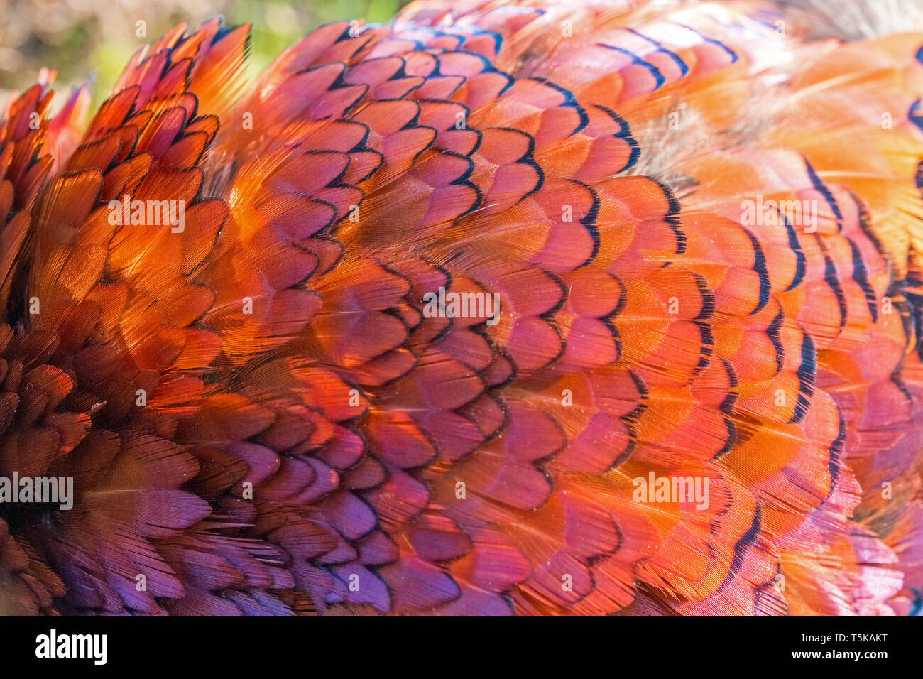 Detail of pheasant's brightly coloured plumage Stock Photo