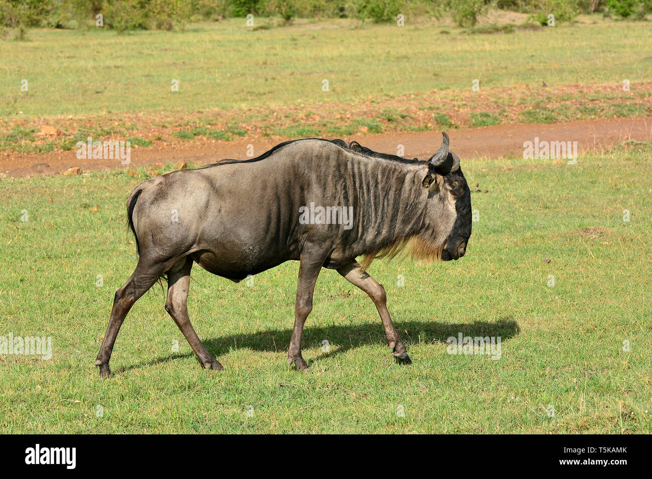 blue wildebeest, common wildebeest, Connochaetes taurinus, Streifengnu, csíkos gnú Stock Photo