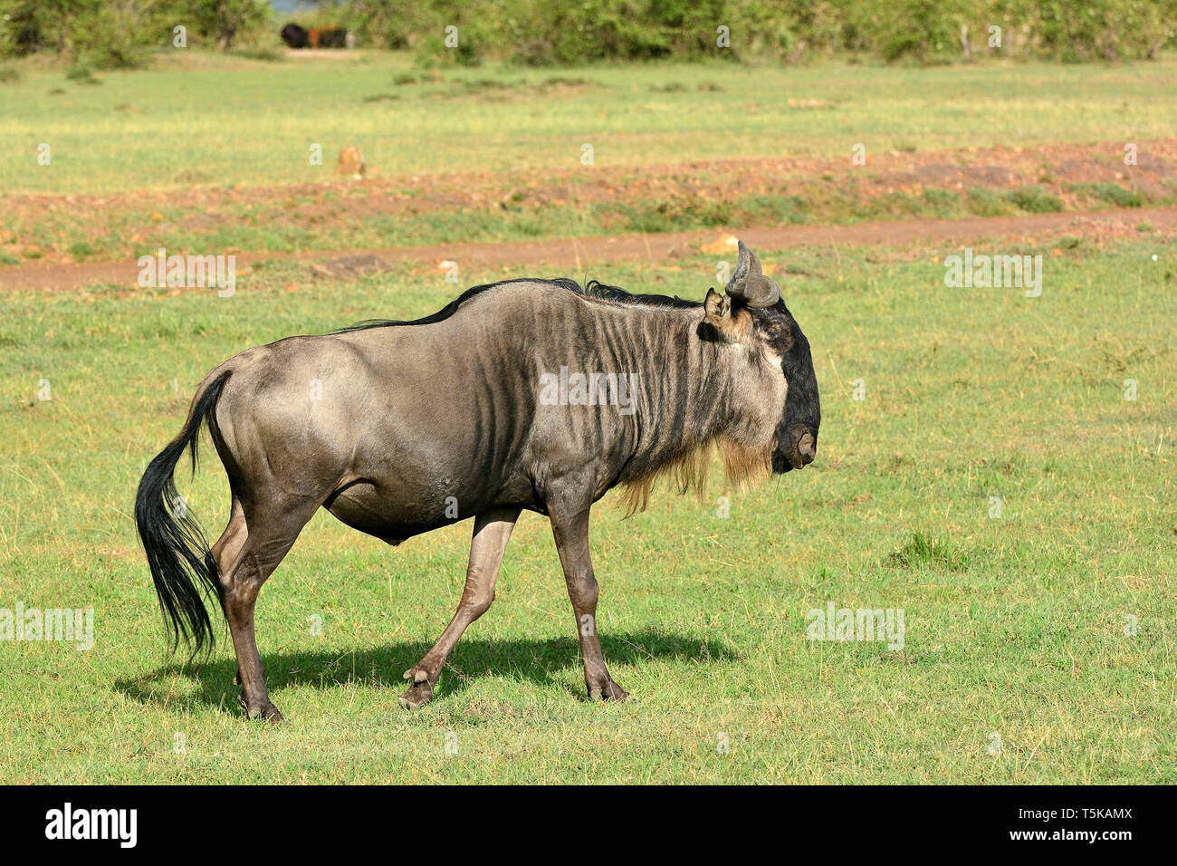 blue wildebeest, common wildebeest, Connochaetes taurinus, Streifengnu, csíkos gnú Stock Photo
