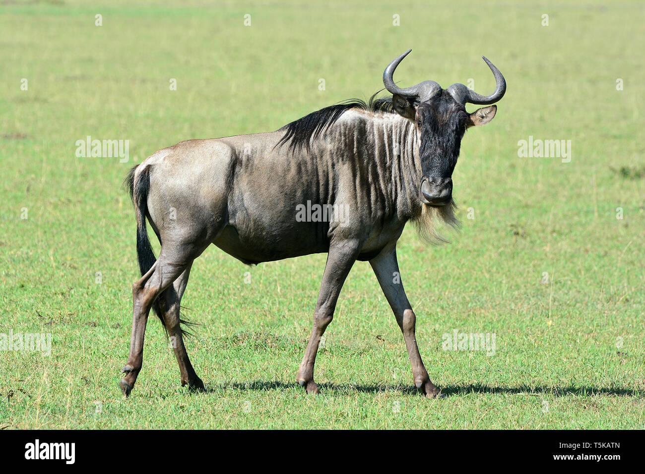 Common Wildebeest Blue Wildebeest Gnu High Resolution Stock Photography