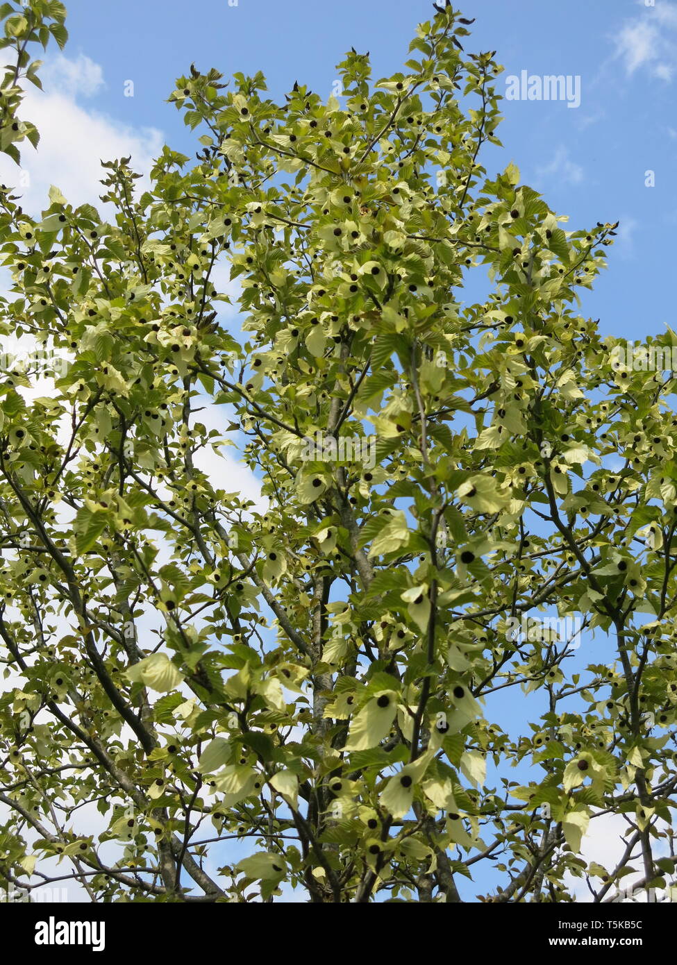 Pocket handkerchief tree hires stock photography and images Alamy