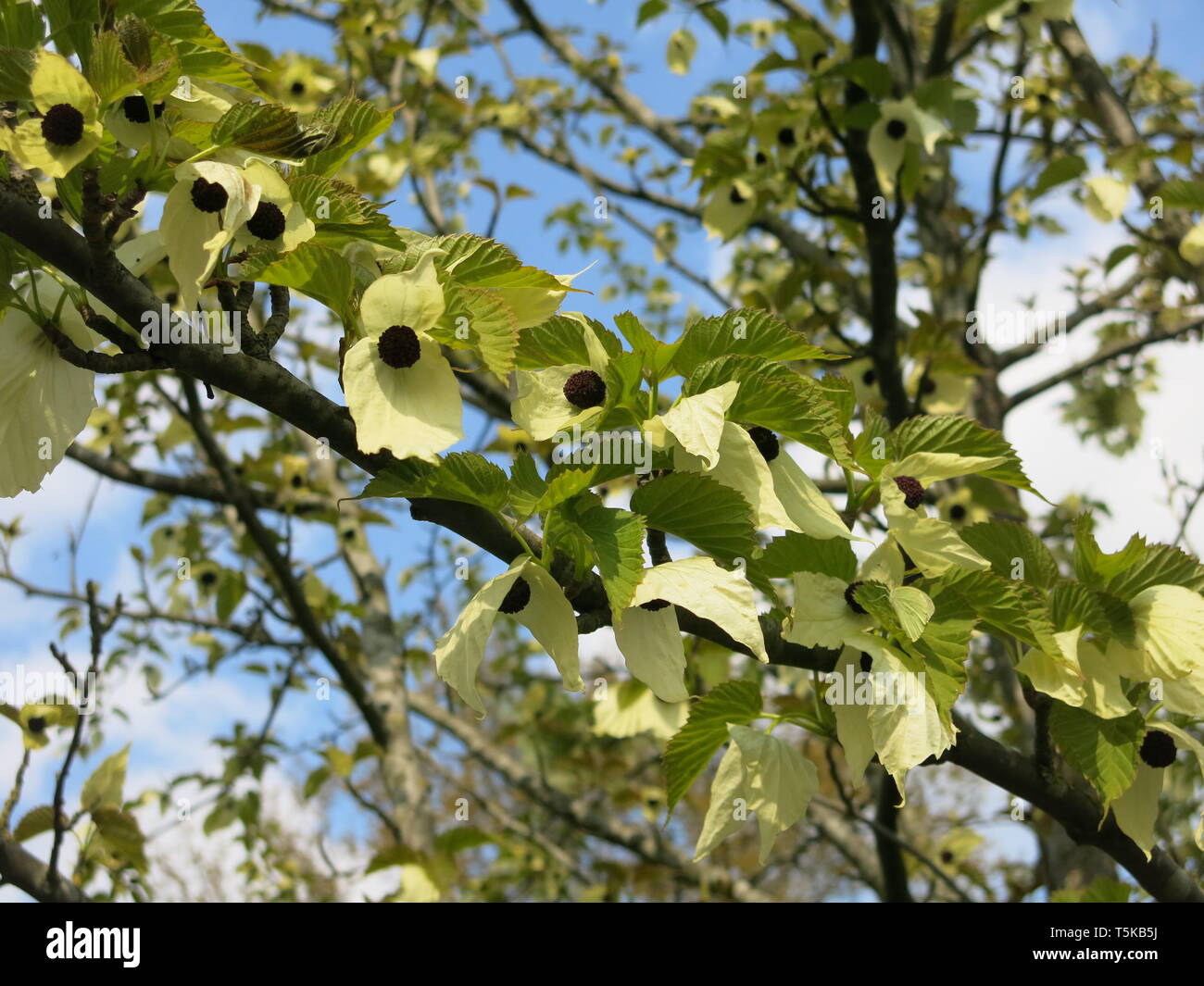 Closeup of a branch with multiple flowers and the fluttering white