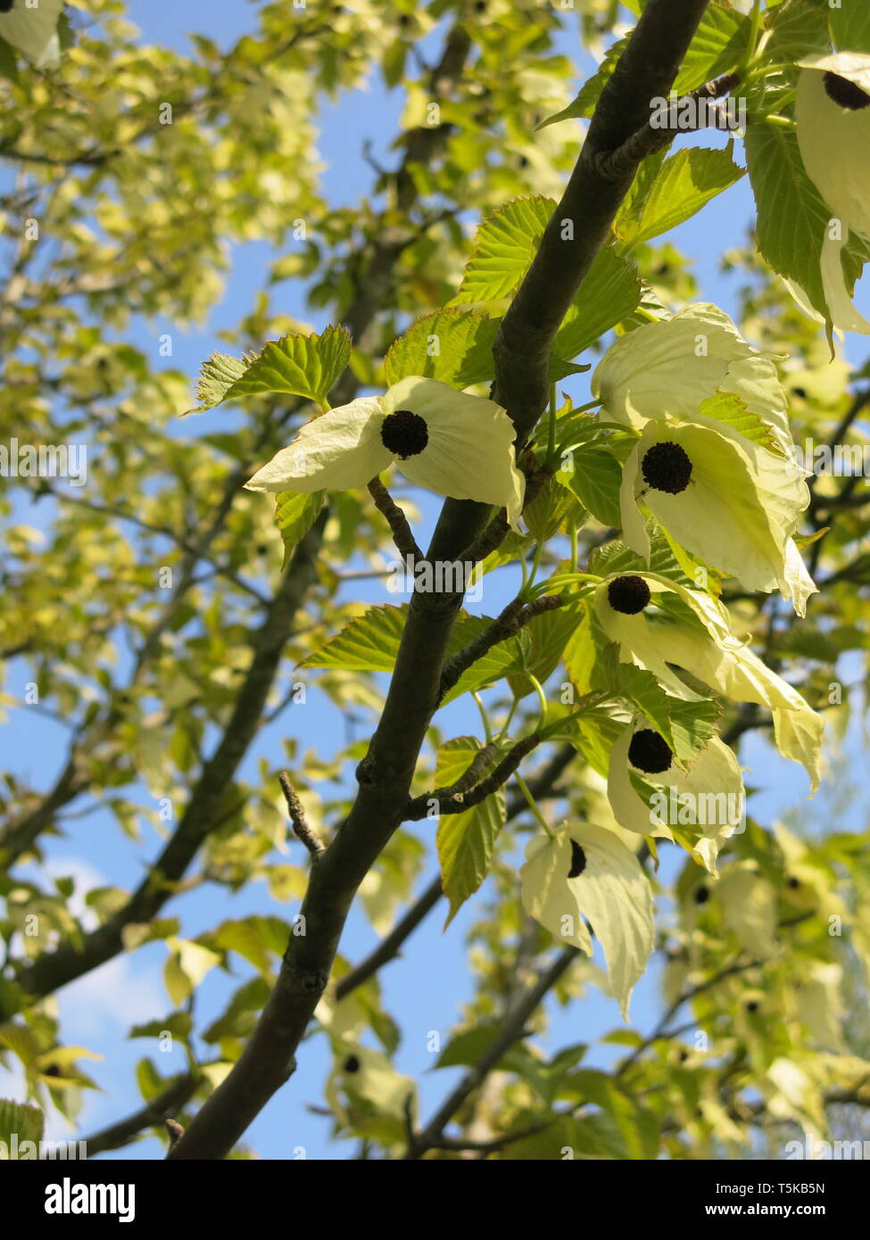 Handkerchief tree close up hires stock photography and images Alamy