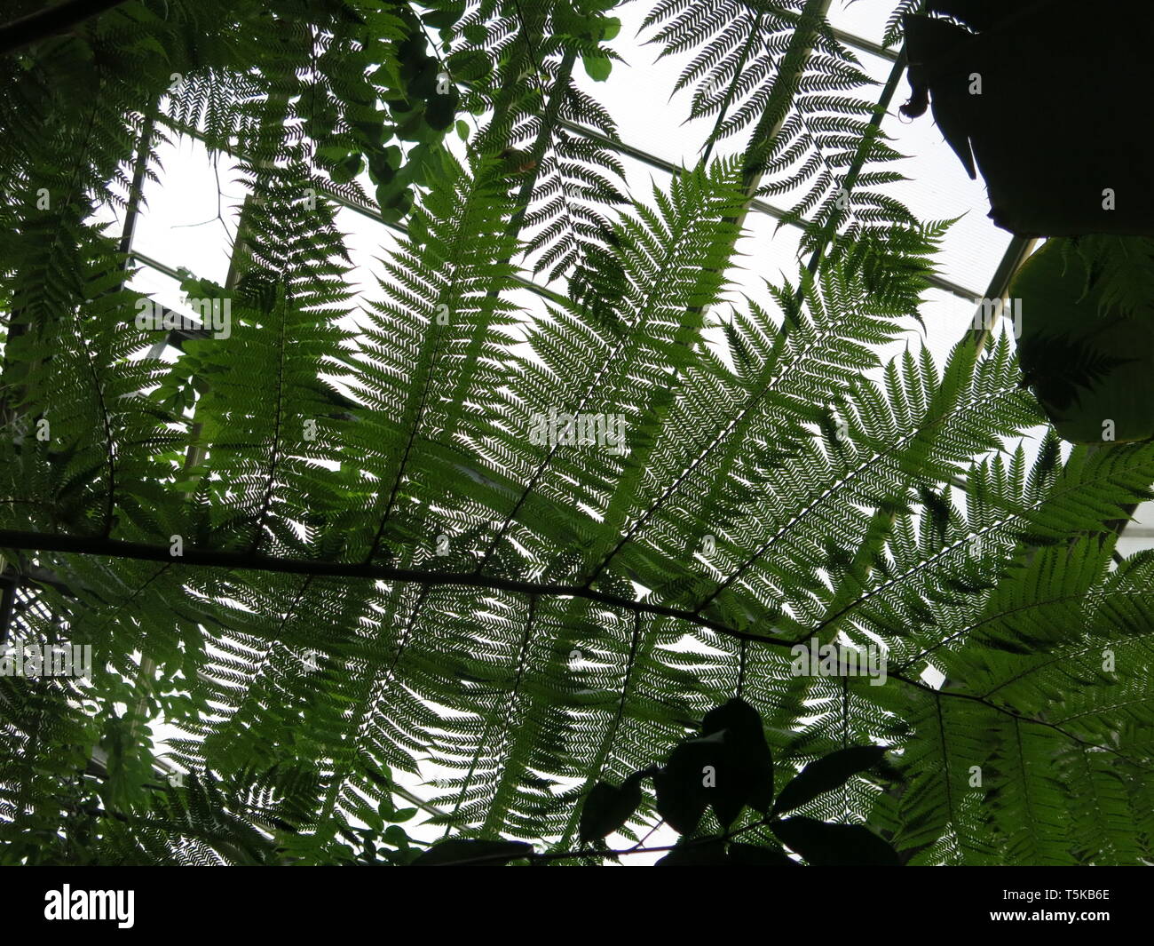 The leafy fronds of a large fern make an interesting abstract pattern against the glass ceiling panels in the Hothouse at Utrecht Botanic Gardens Stock Photo
