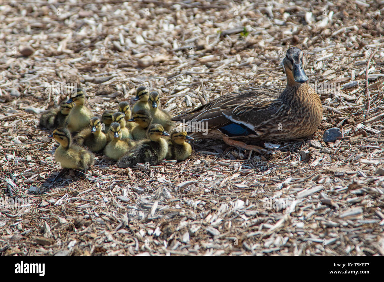 Duck And Family Stock Photo Alamy