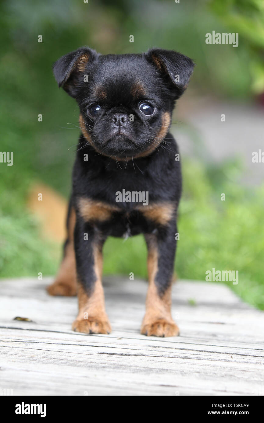 Griffon Bruxellois Stock Photo Alamy
