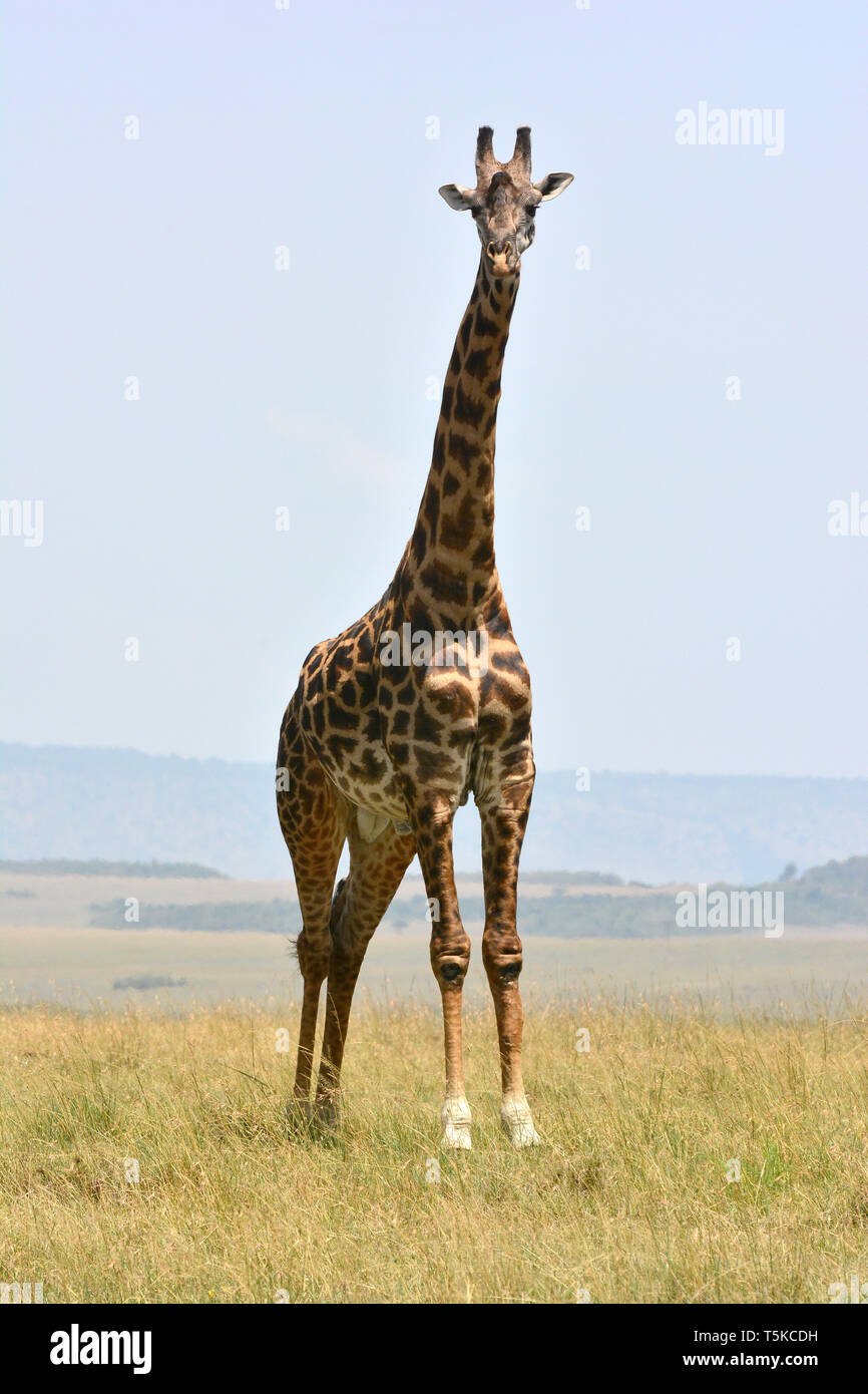 Masai giraffe. Maasai giraffe, Massai-Giraffe, Giraffa camelopardalis tippelskirchi, maszáj zsiráf Stock Photo