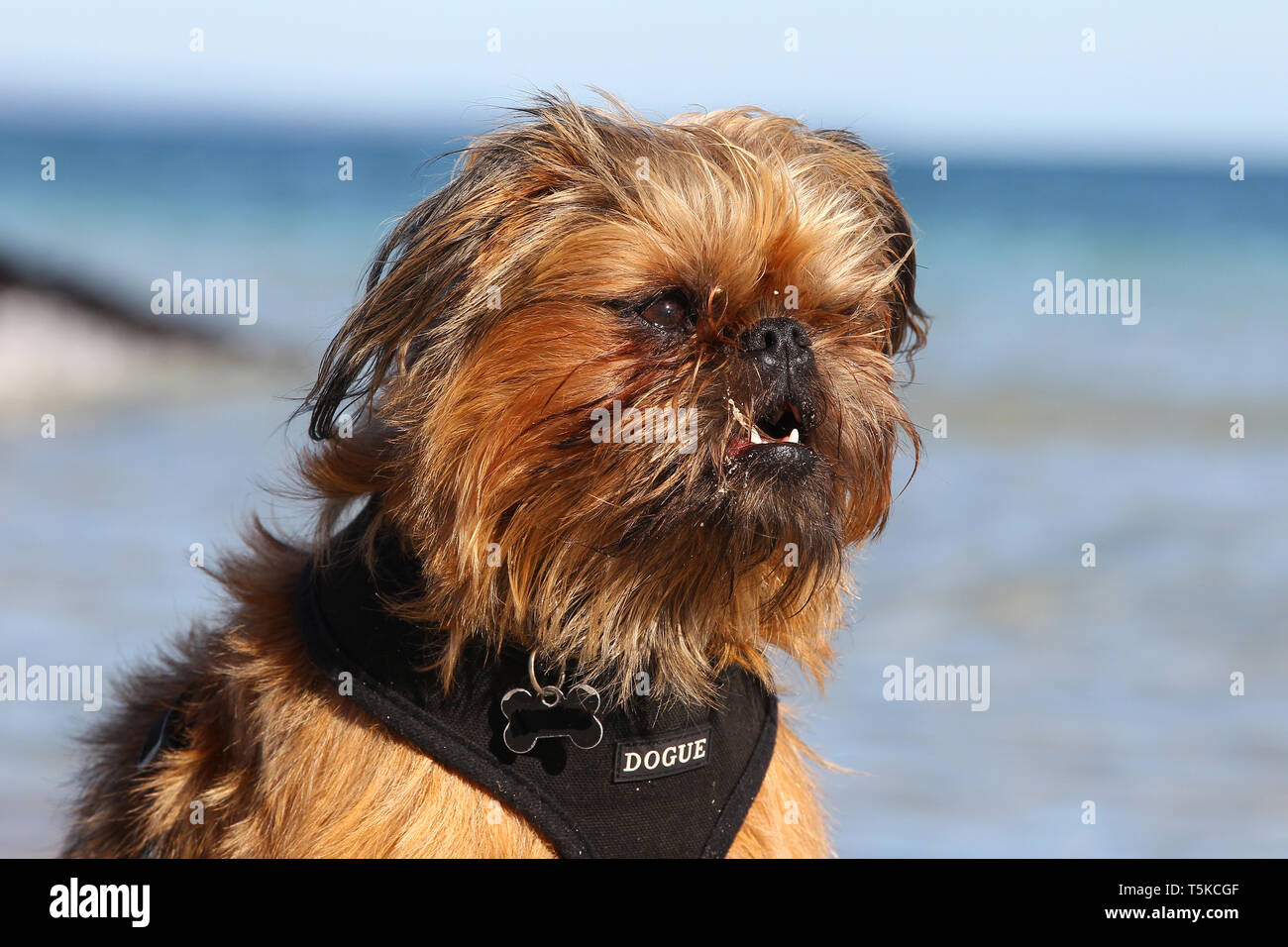Griffon Bruxellois Stock Photo Alamy