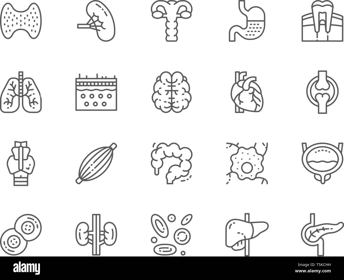 Set of Human Organs Line Icons. Spleen, Stomach, Lungs, Brain, Heart and more. Stock Vector