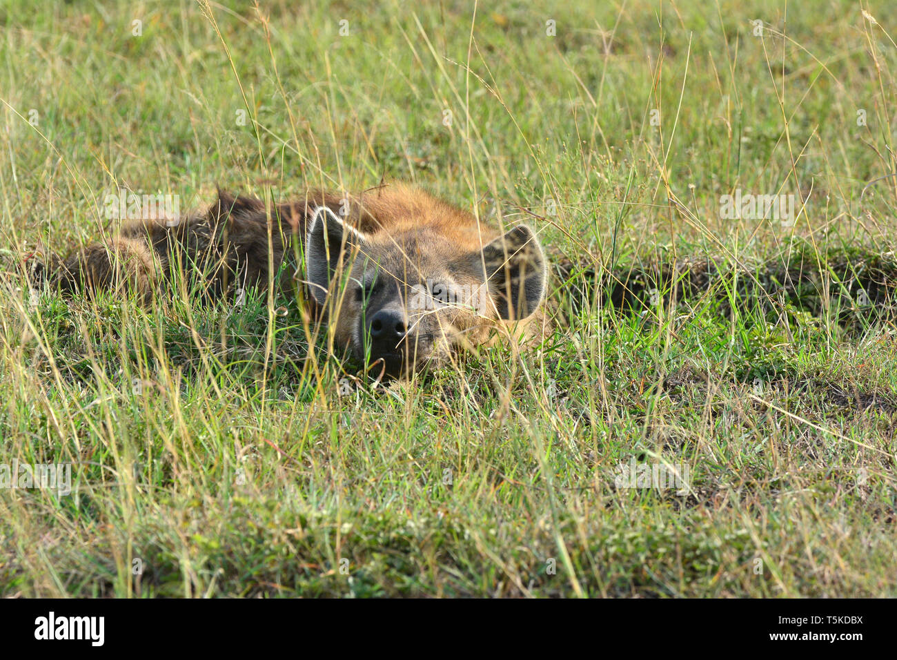 spotted hyena, laughing hyena, Tüpfelhyäne, Crocuta crocuta, foltos hiéna, Maasai Mara Stock Photo