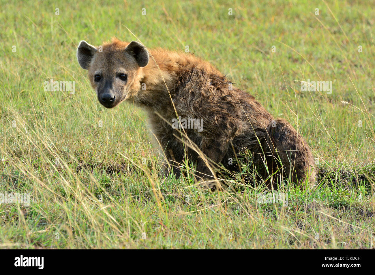 spotted hyena, laughing hyena, Tüpfelhyäne, Crocuta crocuta, foltos hiéna, Maasai Mara Stock Photo