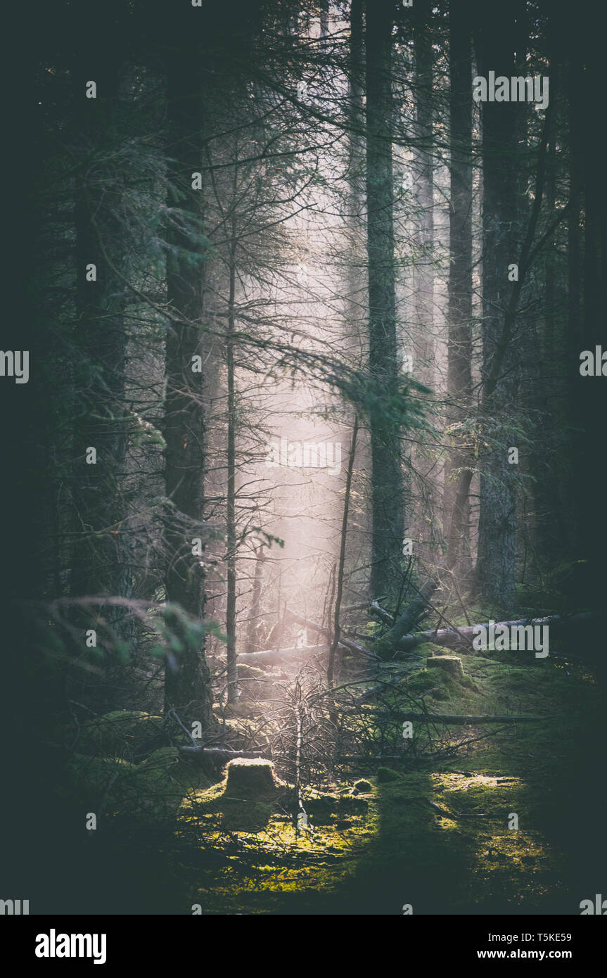 Misty morning in the woods Stock Photo - Alamy