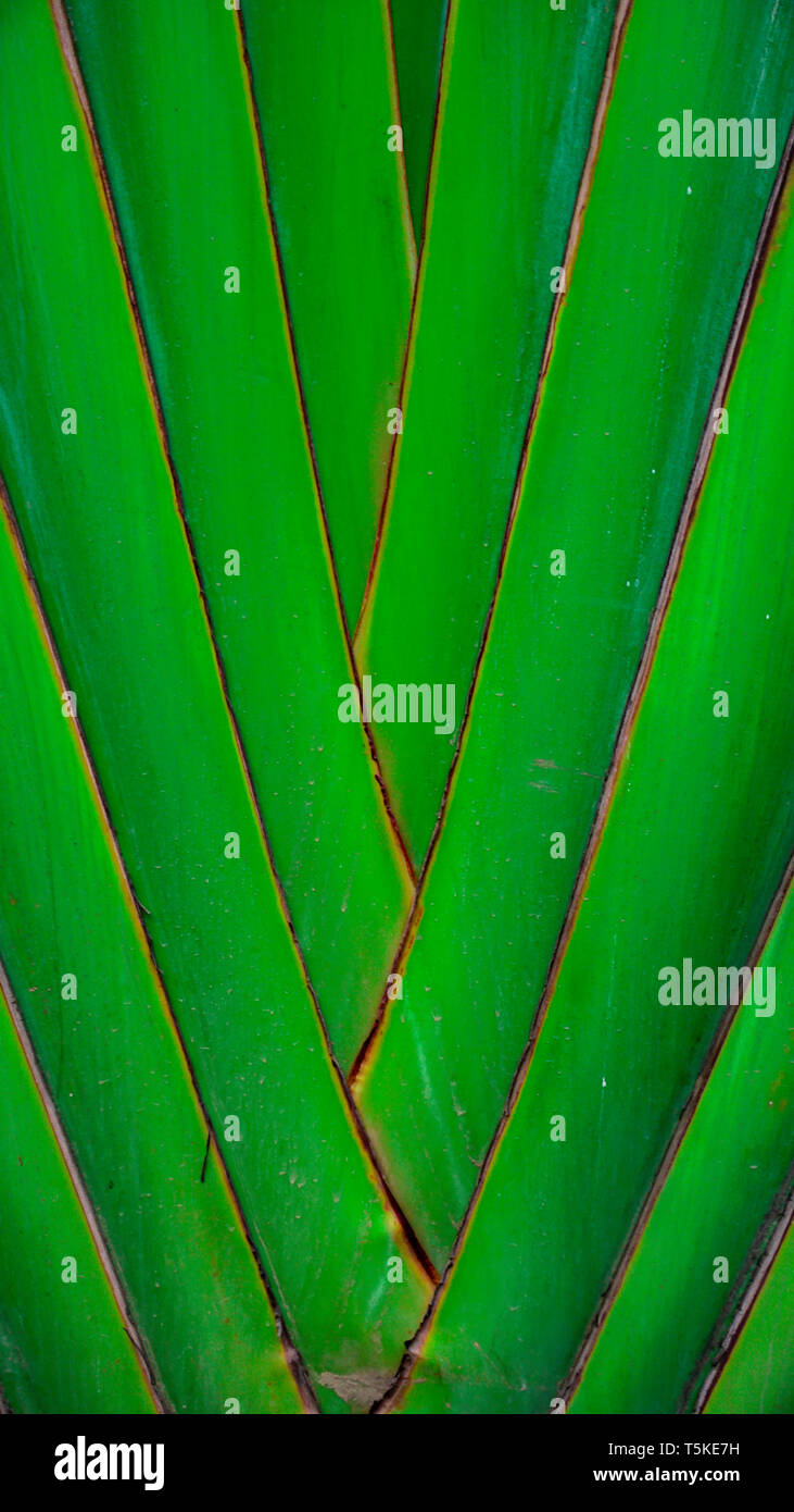 Green texture background hi-res stock photography and images - Alamy