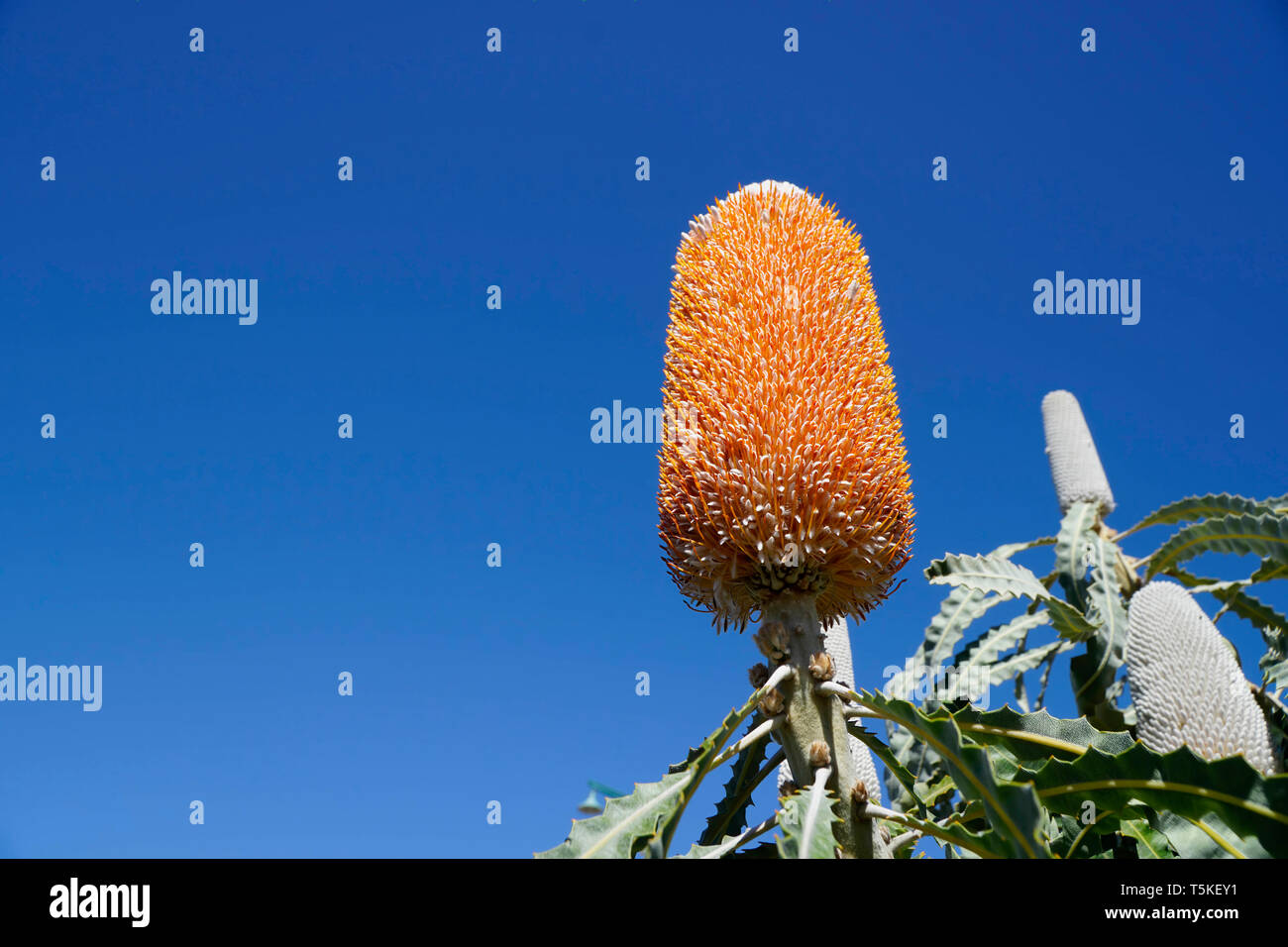 Australia native flower orange Banksia and blue sky background. Copy space Stock Photo