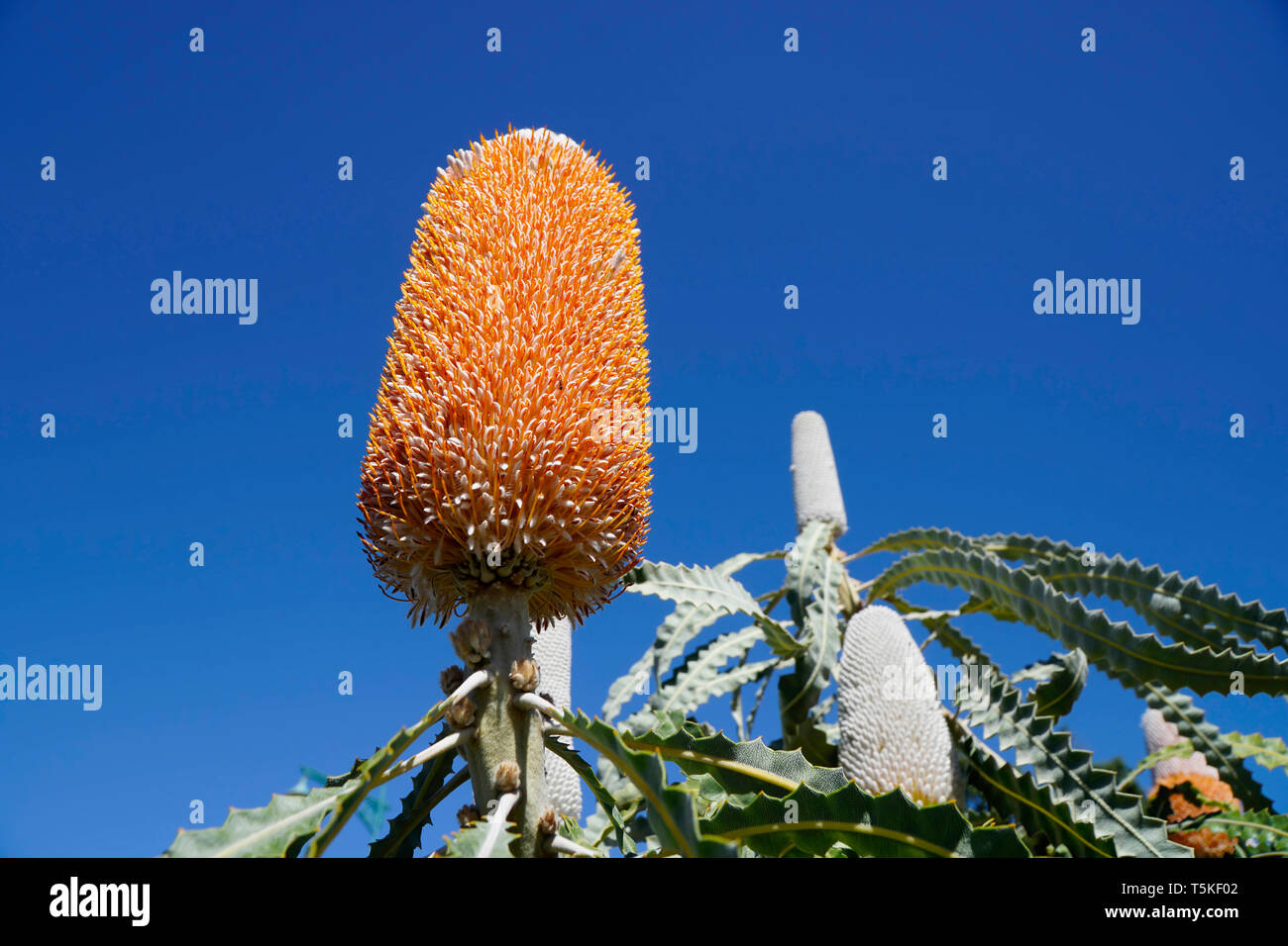 Wildflower Banksia attentuata against blue sky,Western Australia. Stock Photo
