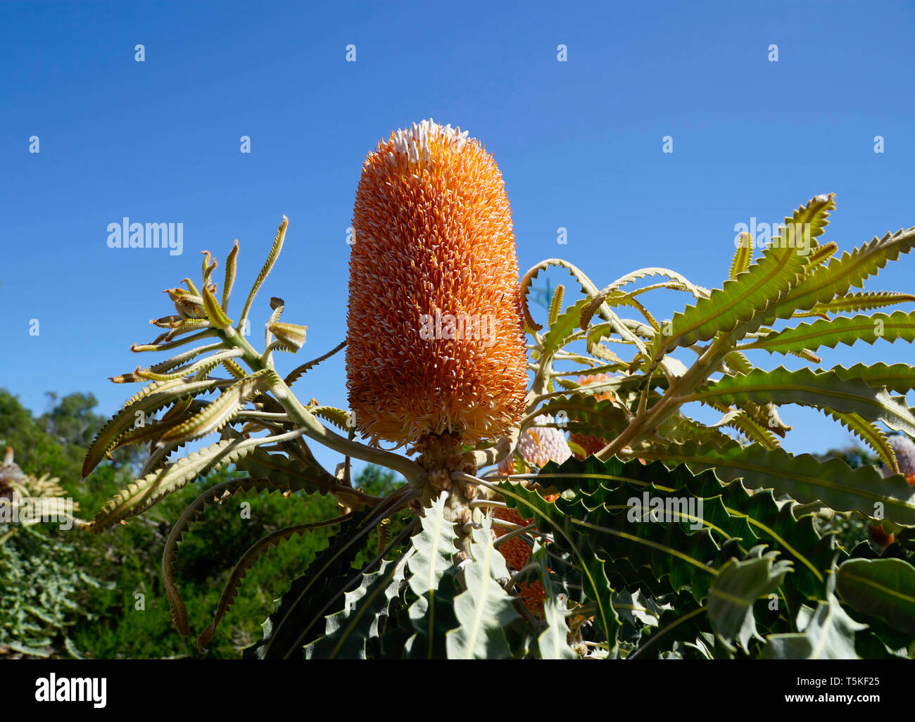 orange banksia flower on a shrub with blue sky background Stock Photo