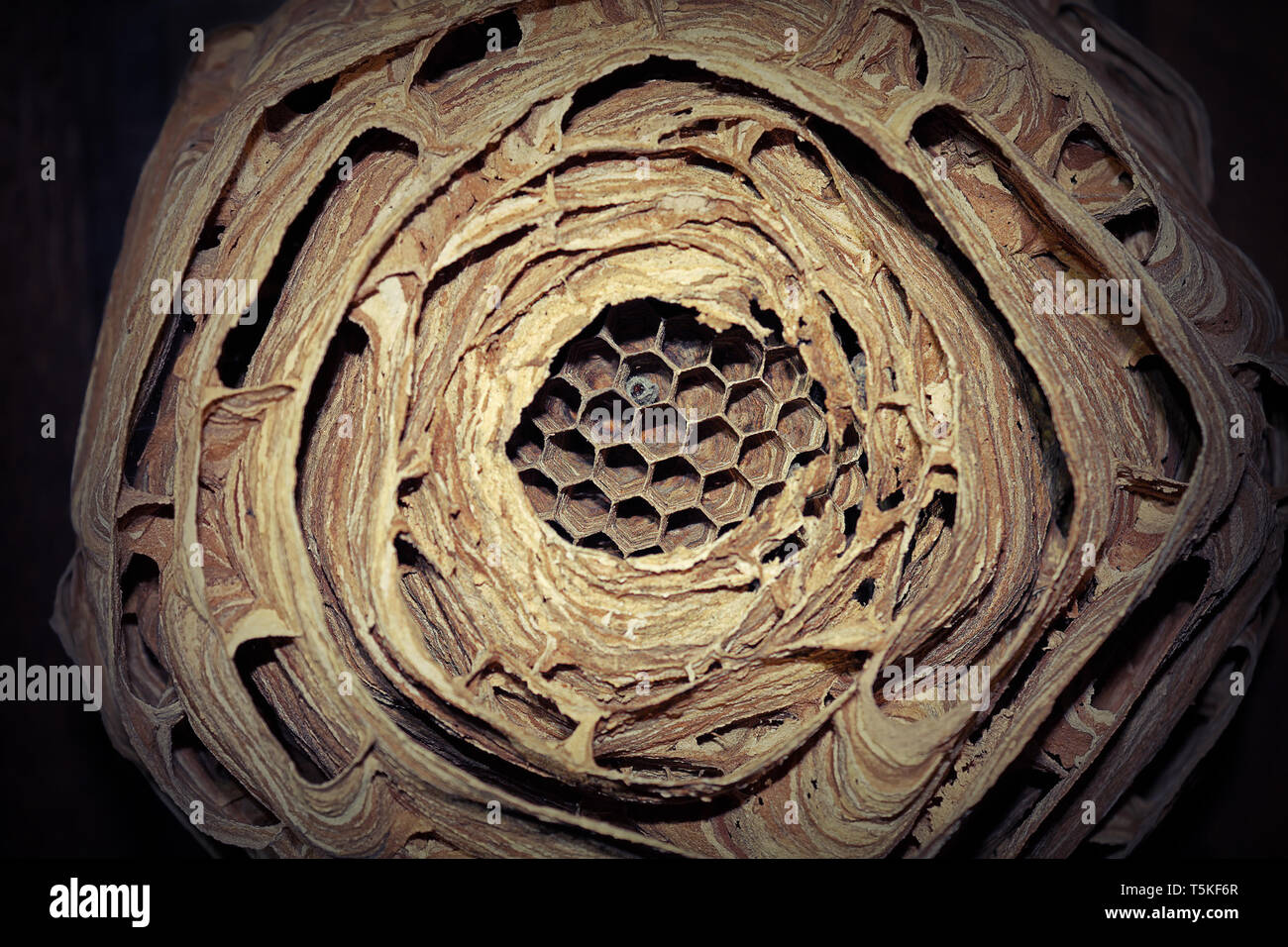 closeup of european hornet nest ( Vespa crabro ); this wasp prefers to build the nest in dark places Stock Photo