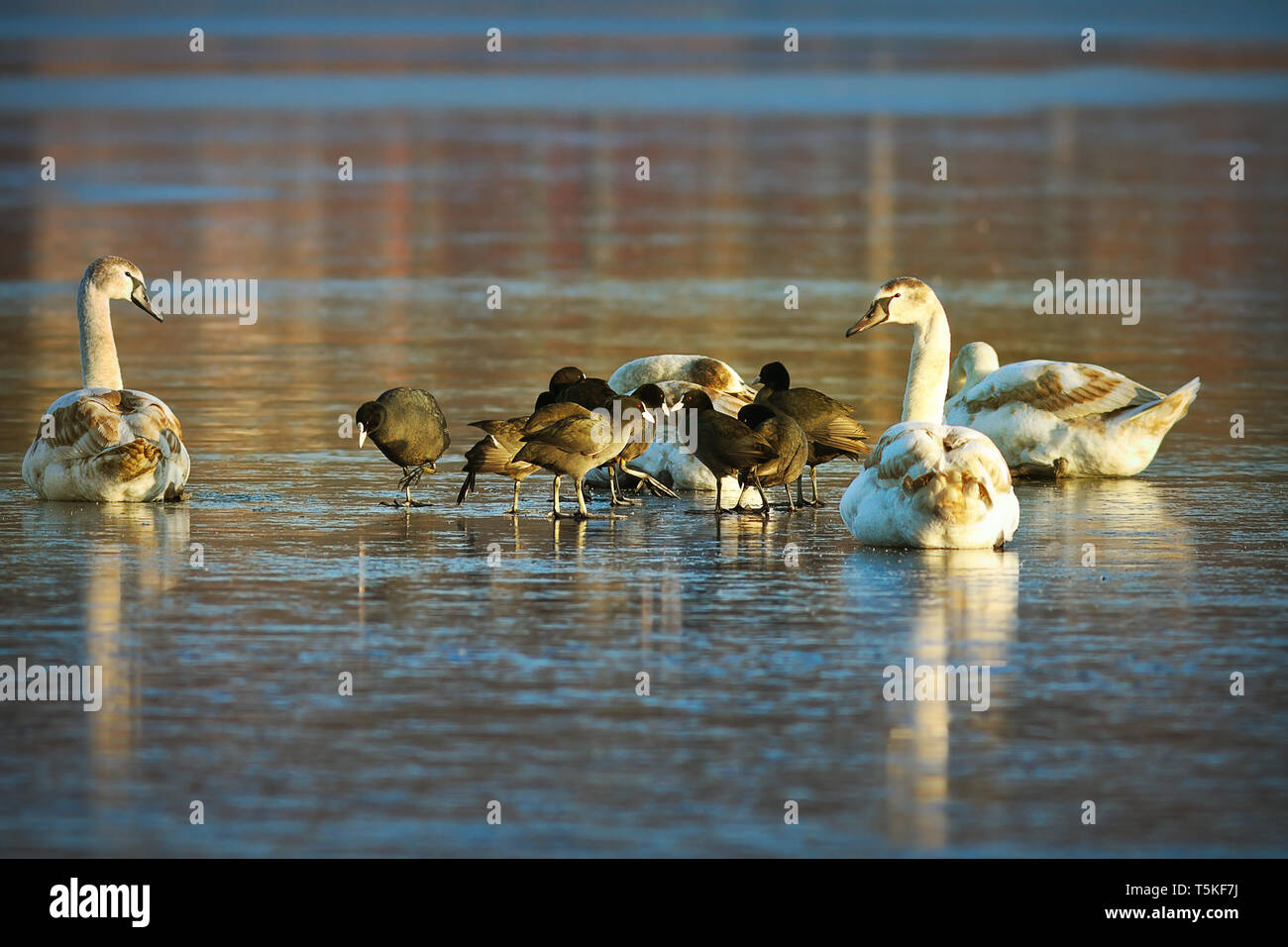 flock of birds starving in winter ( mute swans - Cygnus olor and eurasian black coots - Fulica atra ) Stock Photo