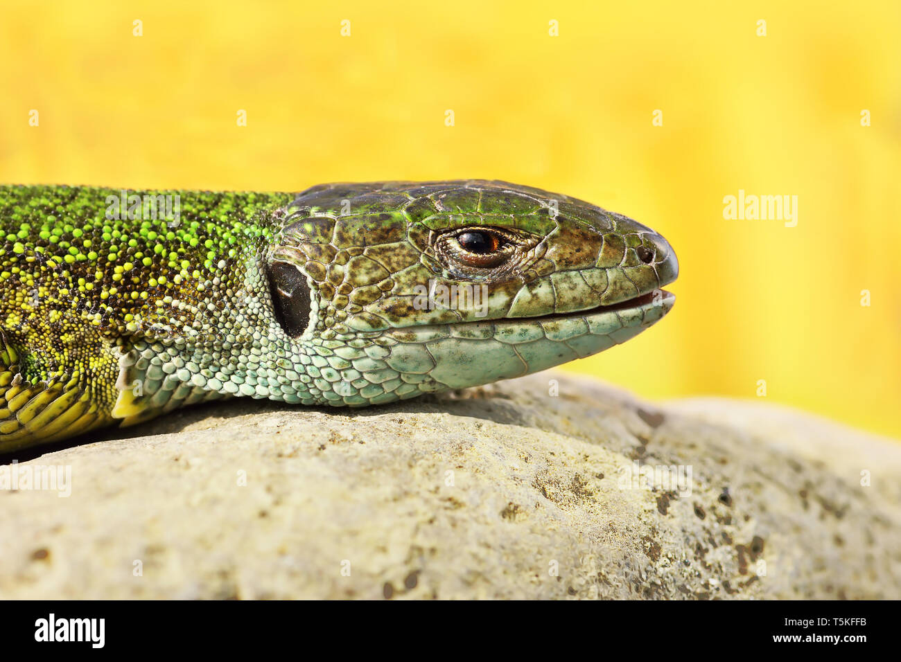 Lacerta viridis macro image ( european common green lizard ) Stock Photo